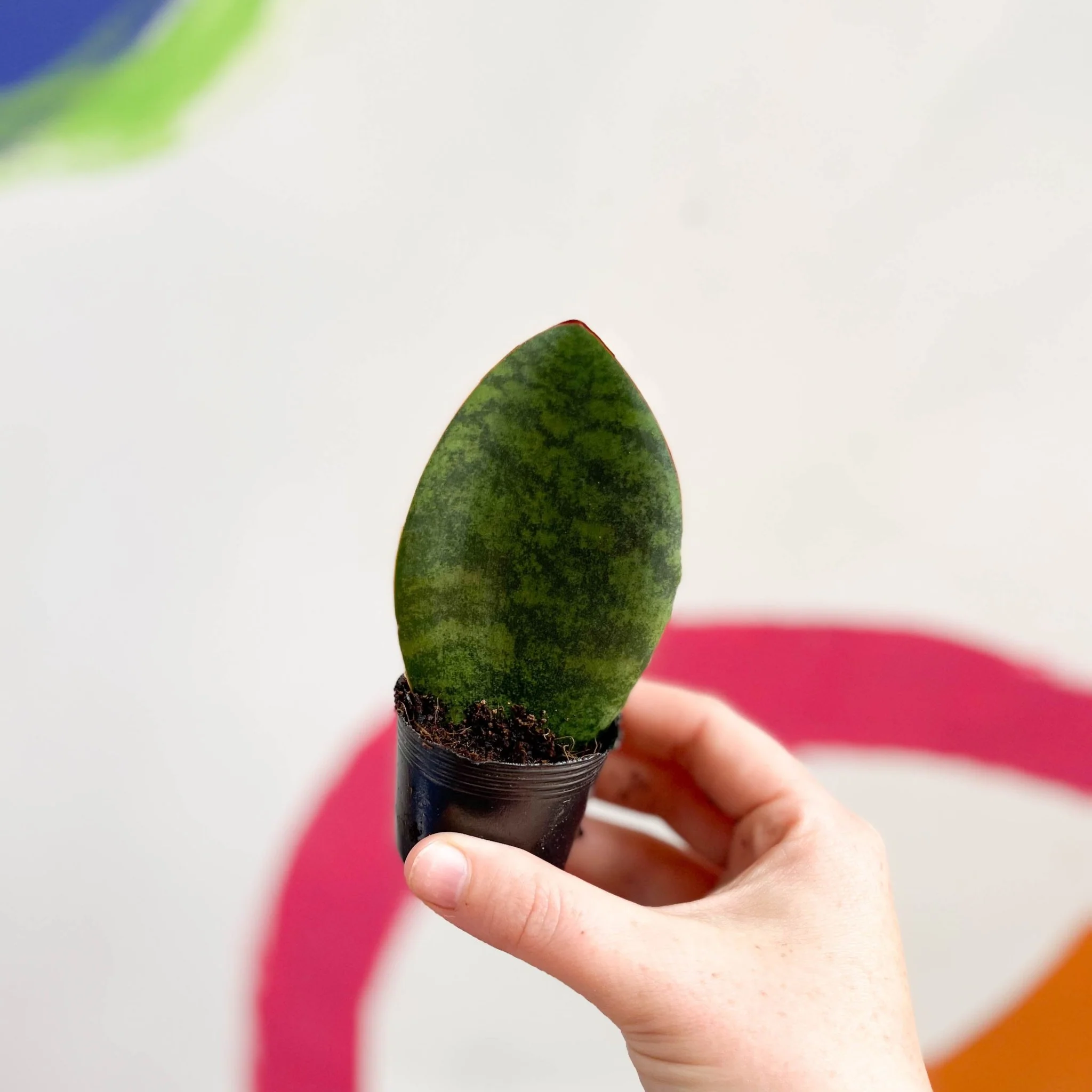 Sansevieria masoniana 'Victoria' - Whale Fin Snake Plant - Image 2