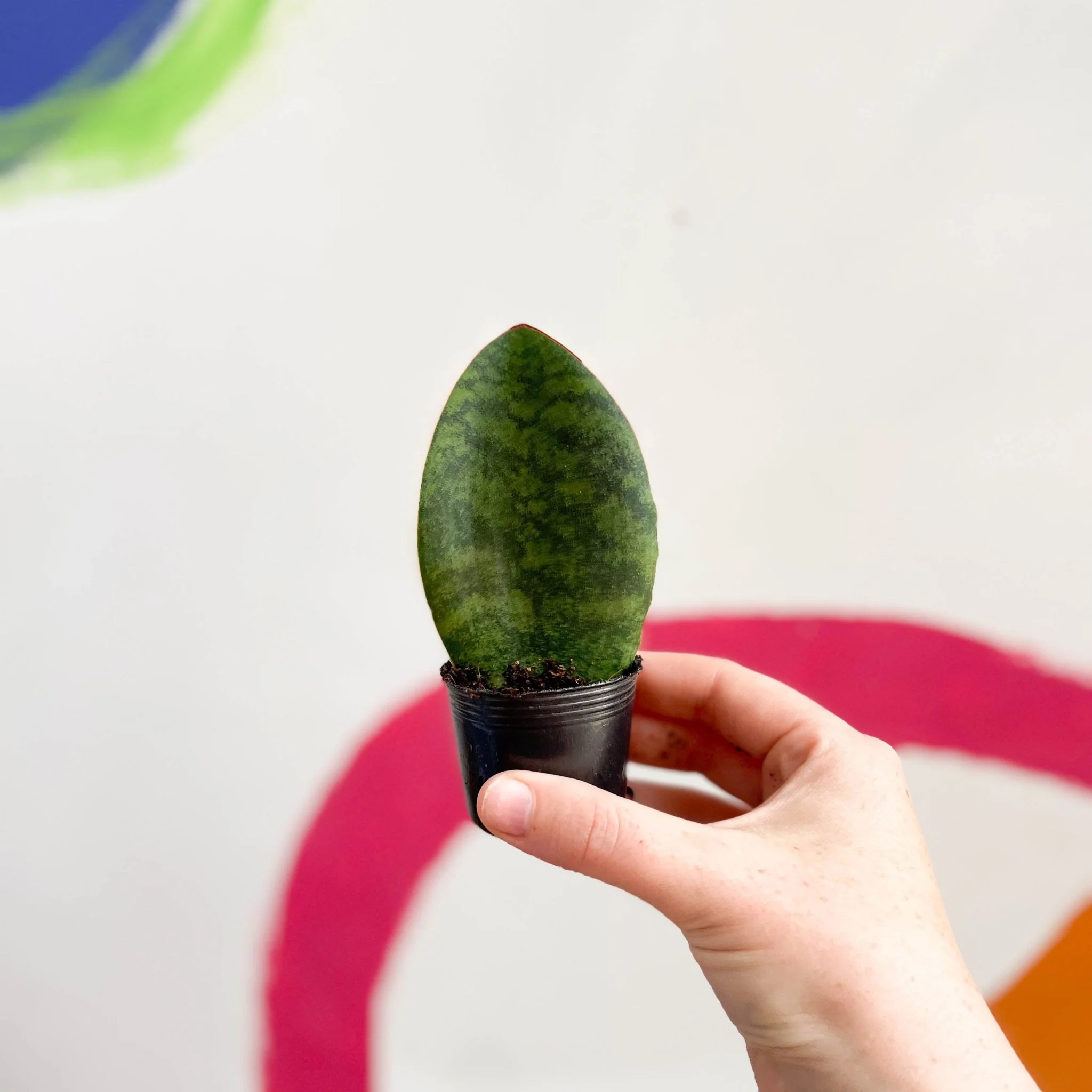 Sansevieria masoniana 'Victoria' - Whale Fin Snake Plant - Image 3