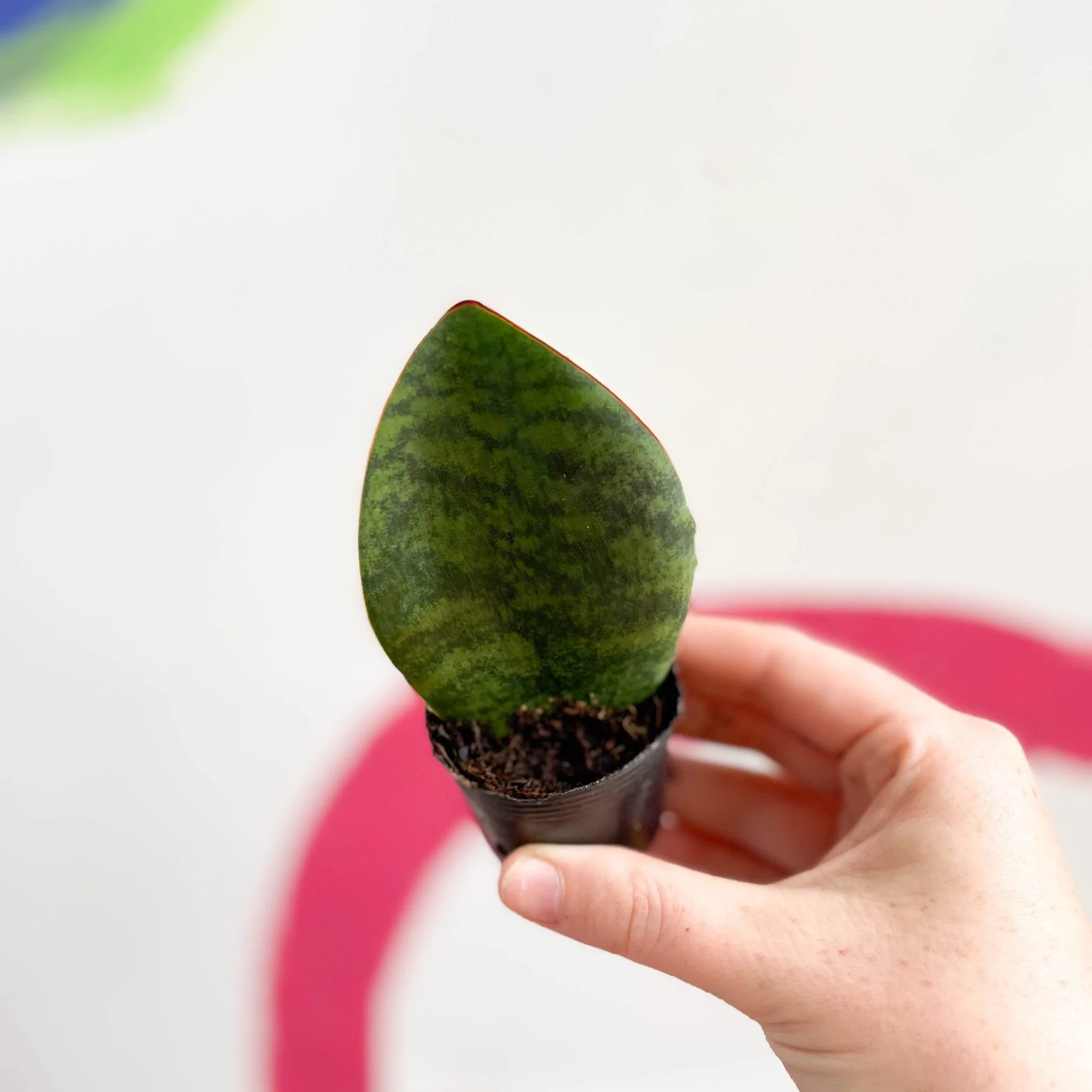 Sansevieria masoniana 'Victoria' - Whale Fin Snake Plant - Image 4