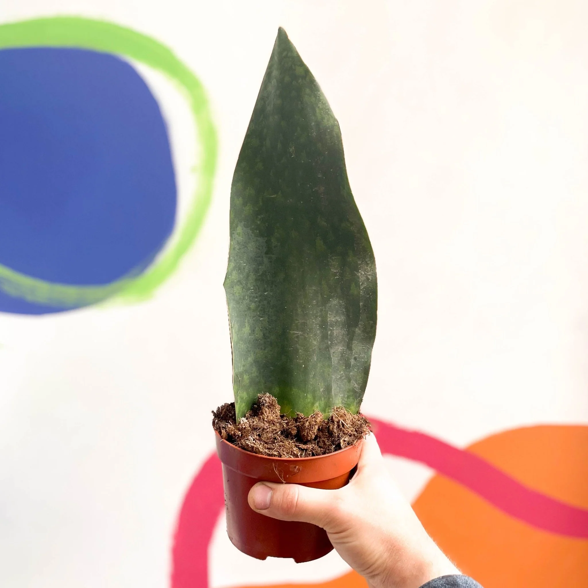 Sansevieria masoniana 'Victoria' - Whale Fin Snake Plant - Image 5