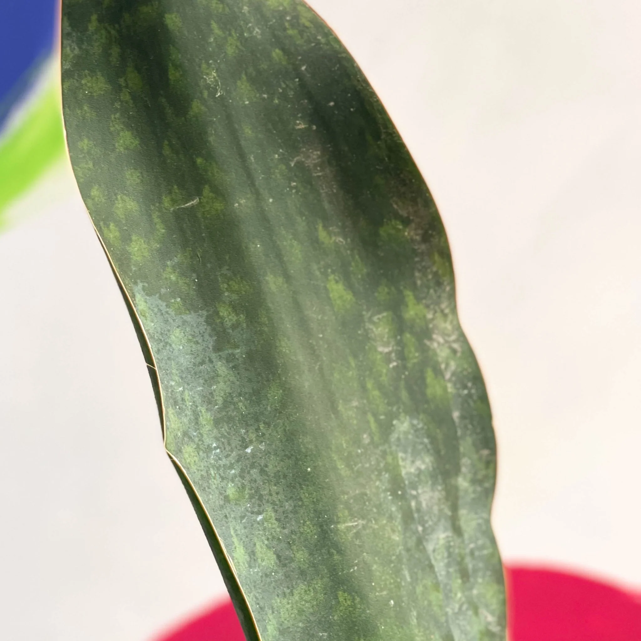 Sansevieria masoniana 'Victoria' - Whale Fin Snake Plant - Image 6