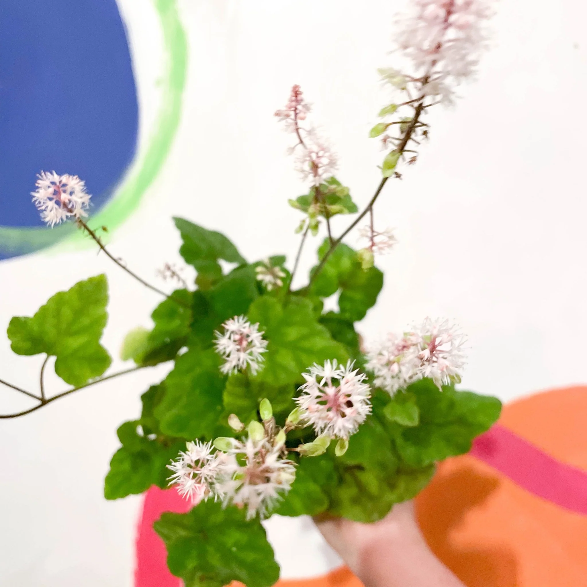 Wherry's Foam Flower - Tiarella wherryi - Cotswold Grown Perennial - Image 2