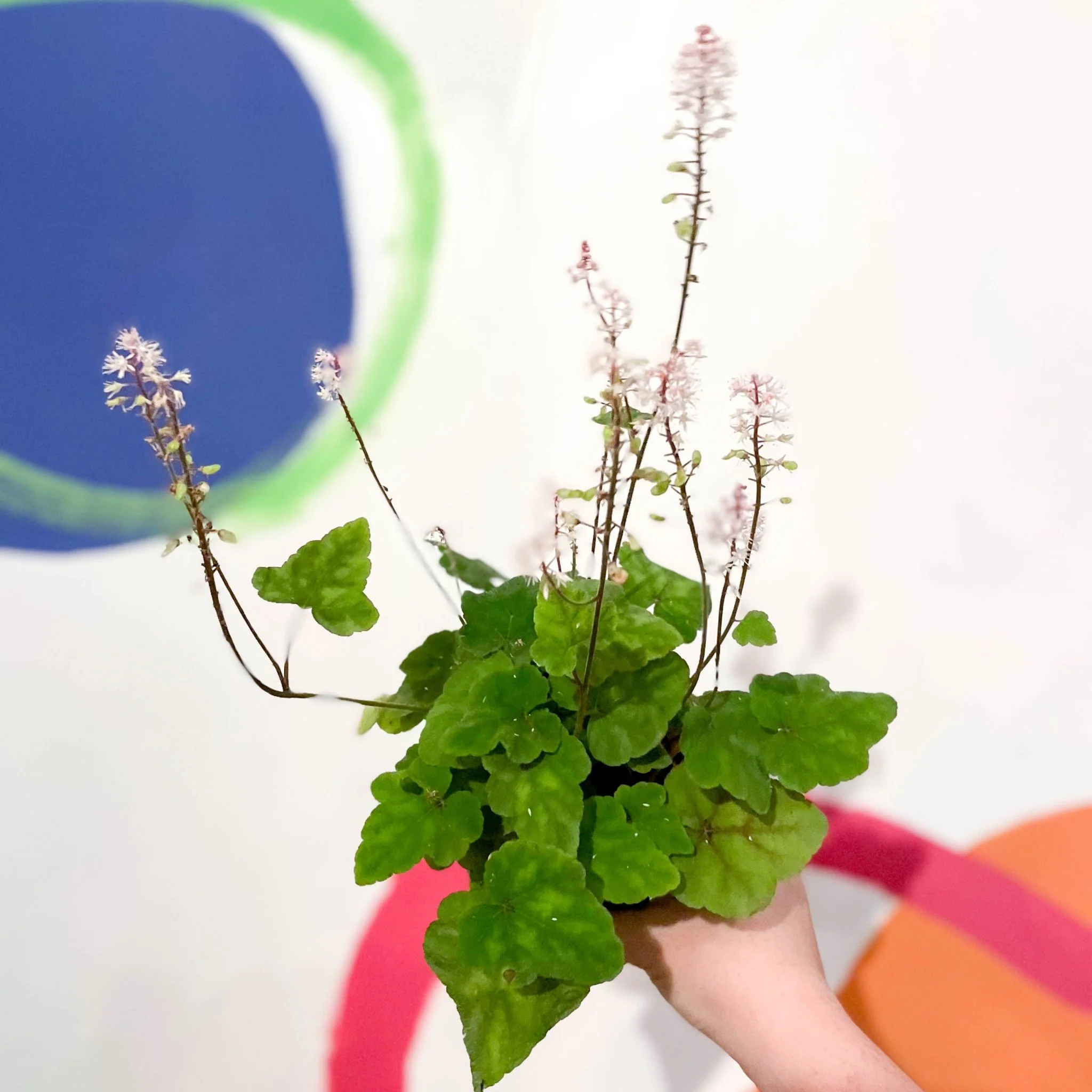 Wherry's Foam Flower - Tiarella wherryi - Cotswold Grown Perennial - Image 3