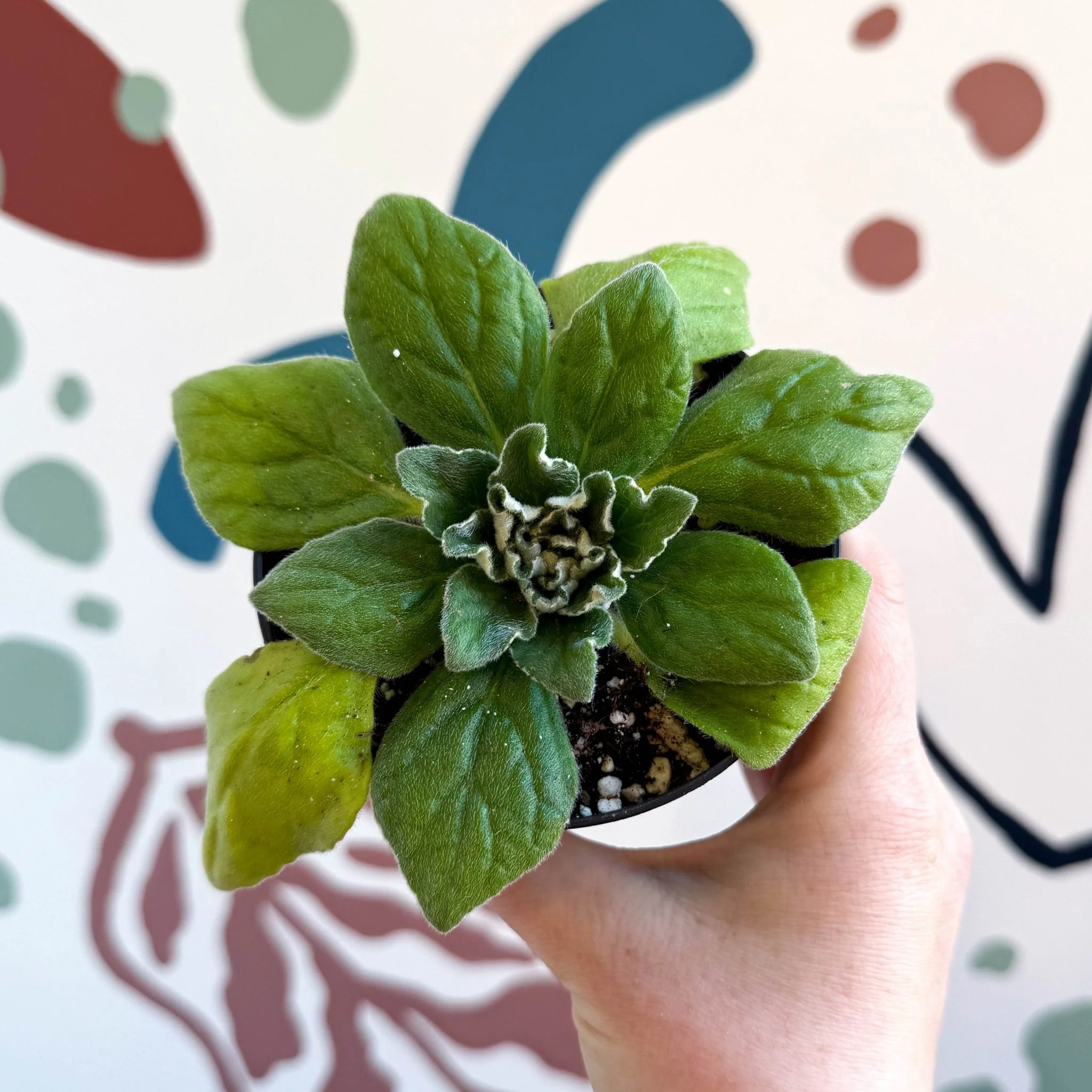 Whirlpool Plant - Petrocosmea 'Asa Blue' - Welsh Grown