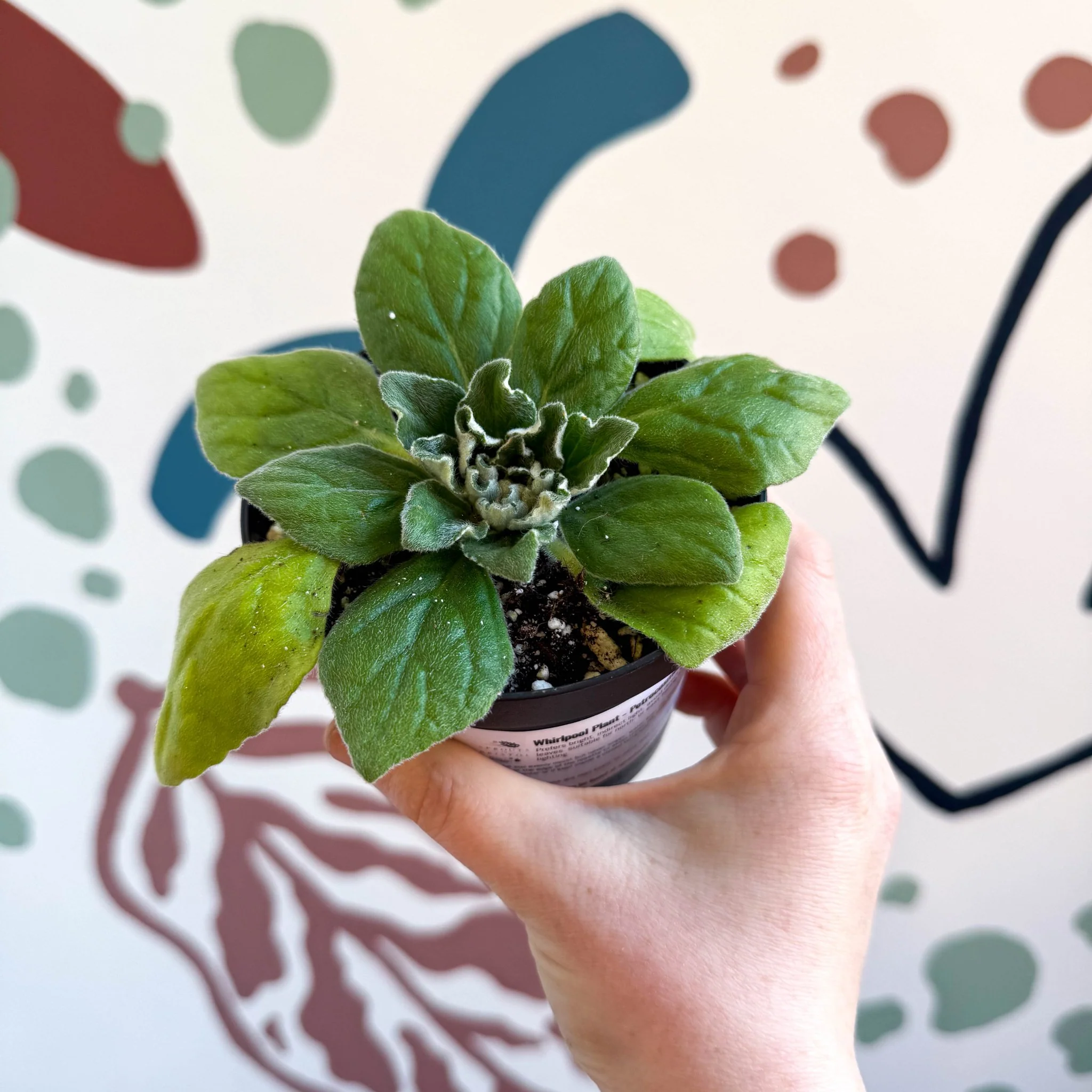 Whirlpool Plant - Petrocosmea 'Asa Blue' - Welsh Grown - Image 2