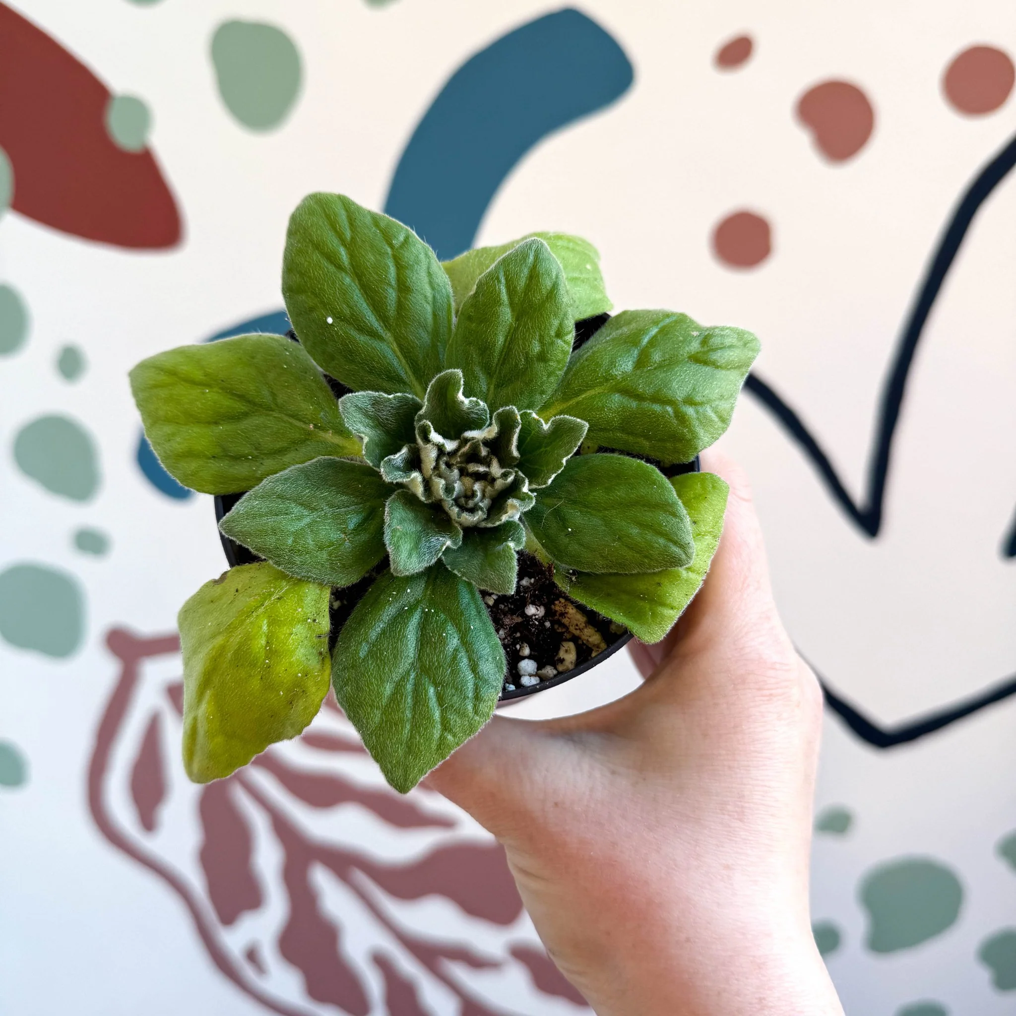 Whirlpool Plant - Petrocosmea 'Asa Blue' - Welsh Grown - Image 3