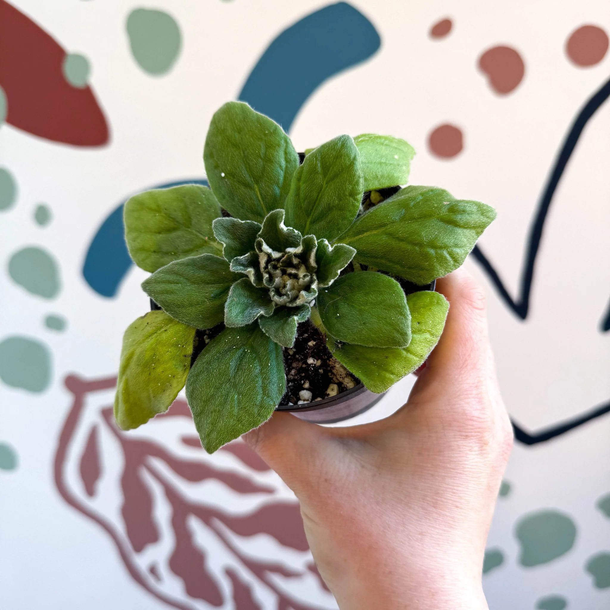 Whirlpool Plant - Petrocosmea 'Asa Blue' - Welsh Grown - Image 4