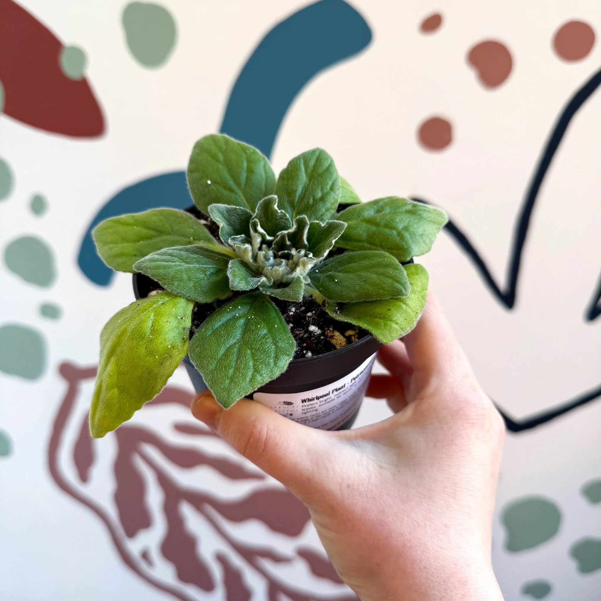 Whirlpool Plant - Petrocosmea 'Asa Blue' - Welsh Grown - Image 7