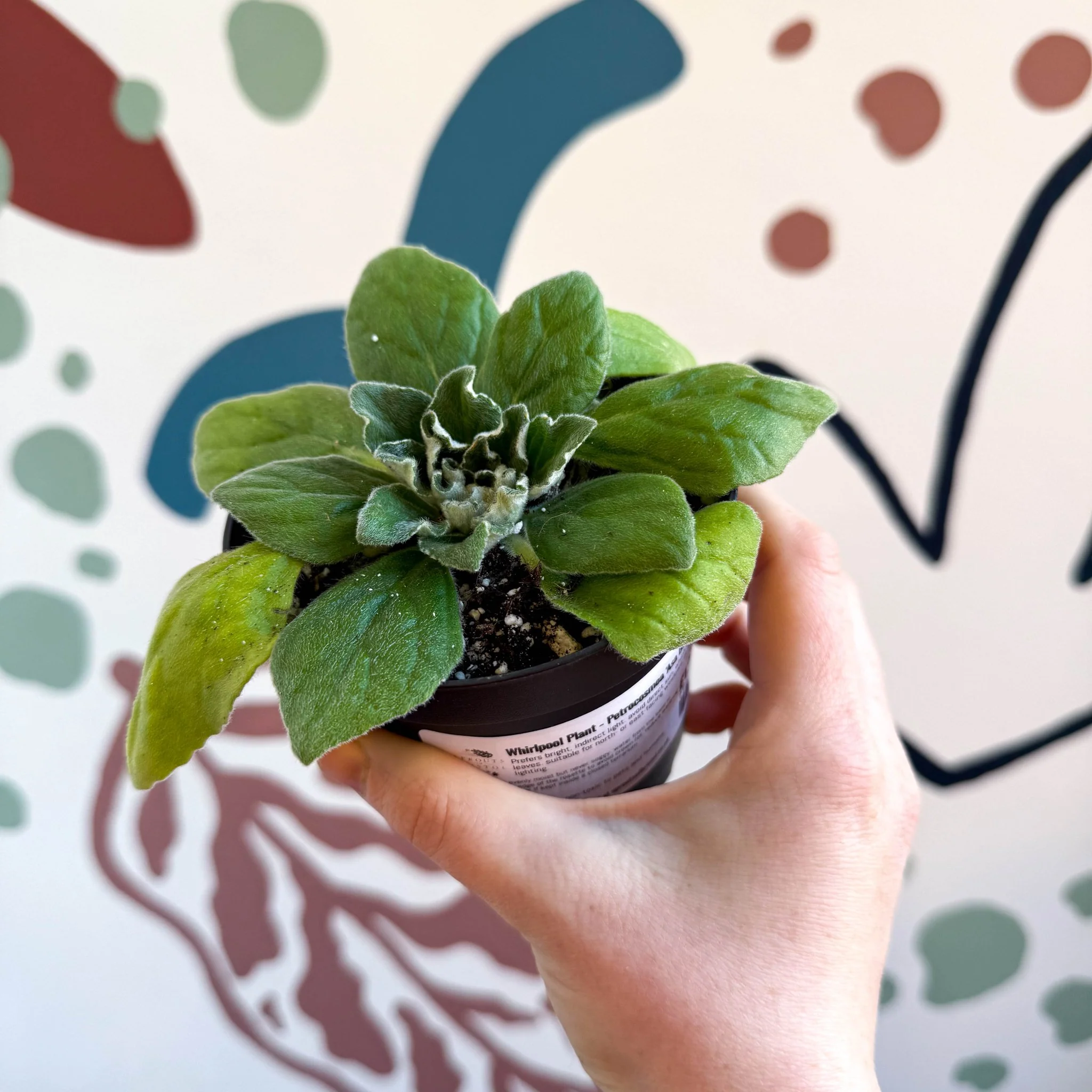 Whirlpool Plant - Petrocosmea 'Asa Blue' - Welsh Grown - Image 8