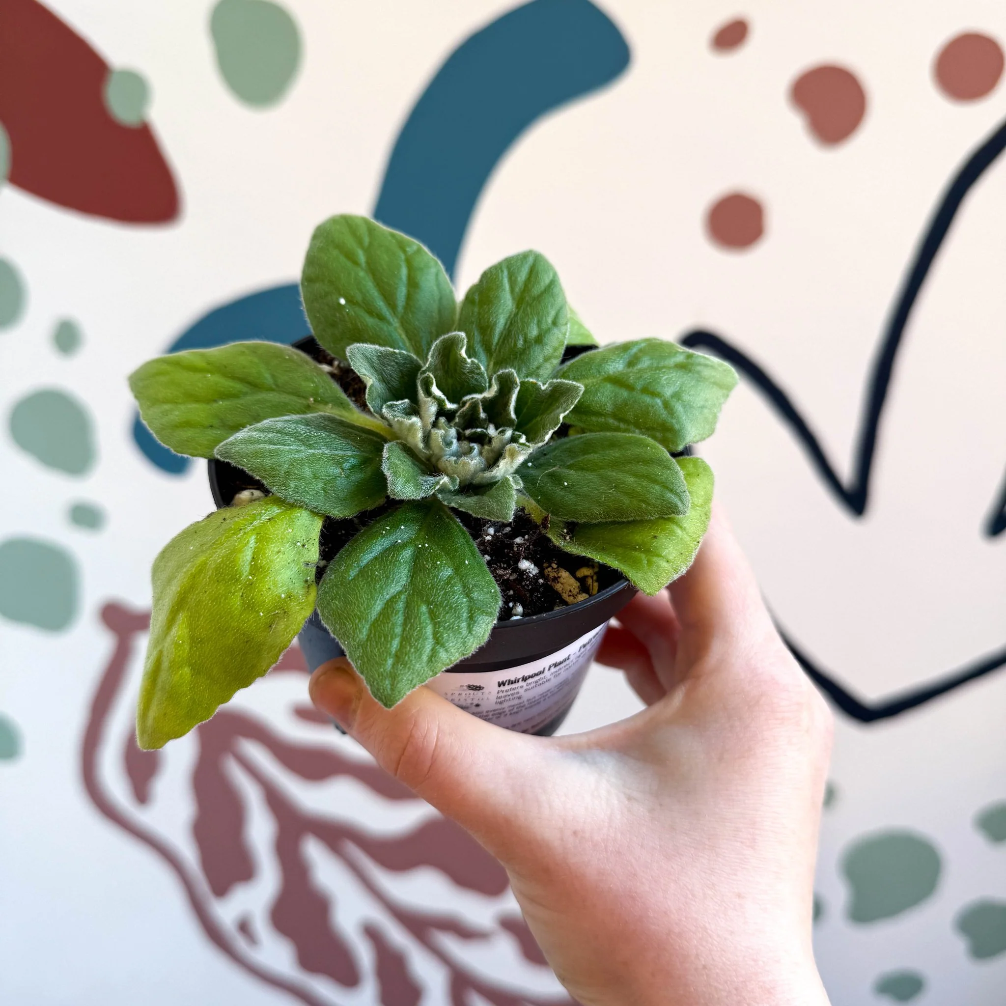 Whirlpool Plant - Petrocosmea 'Asa Blue' - Welsh Grown - Image 9