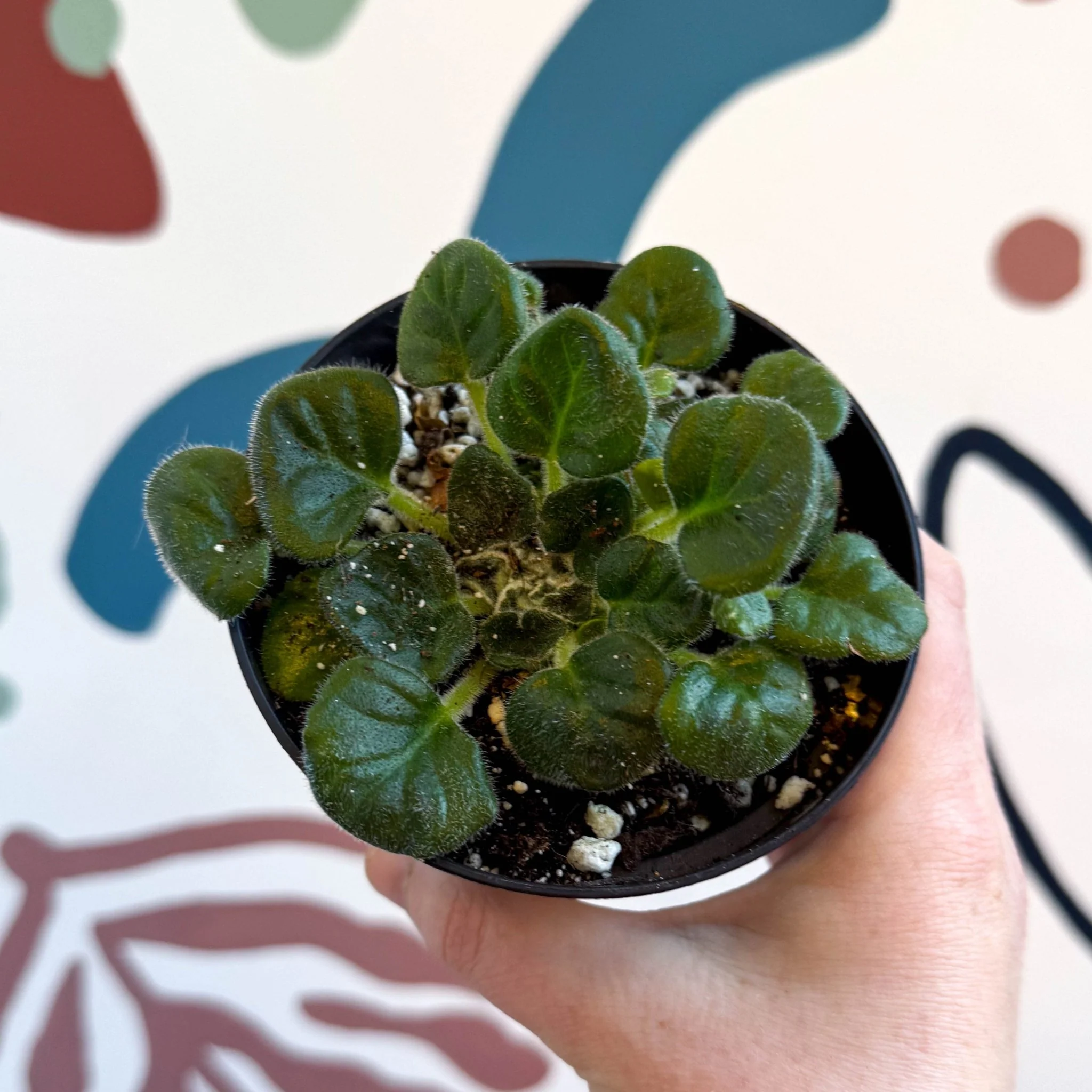 Whirlpool Plant - Petrocosmea barbata 'Marion King' - Welsh Grown