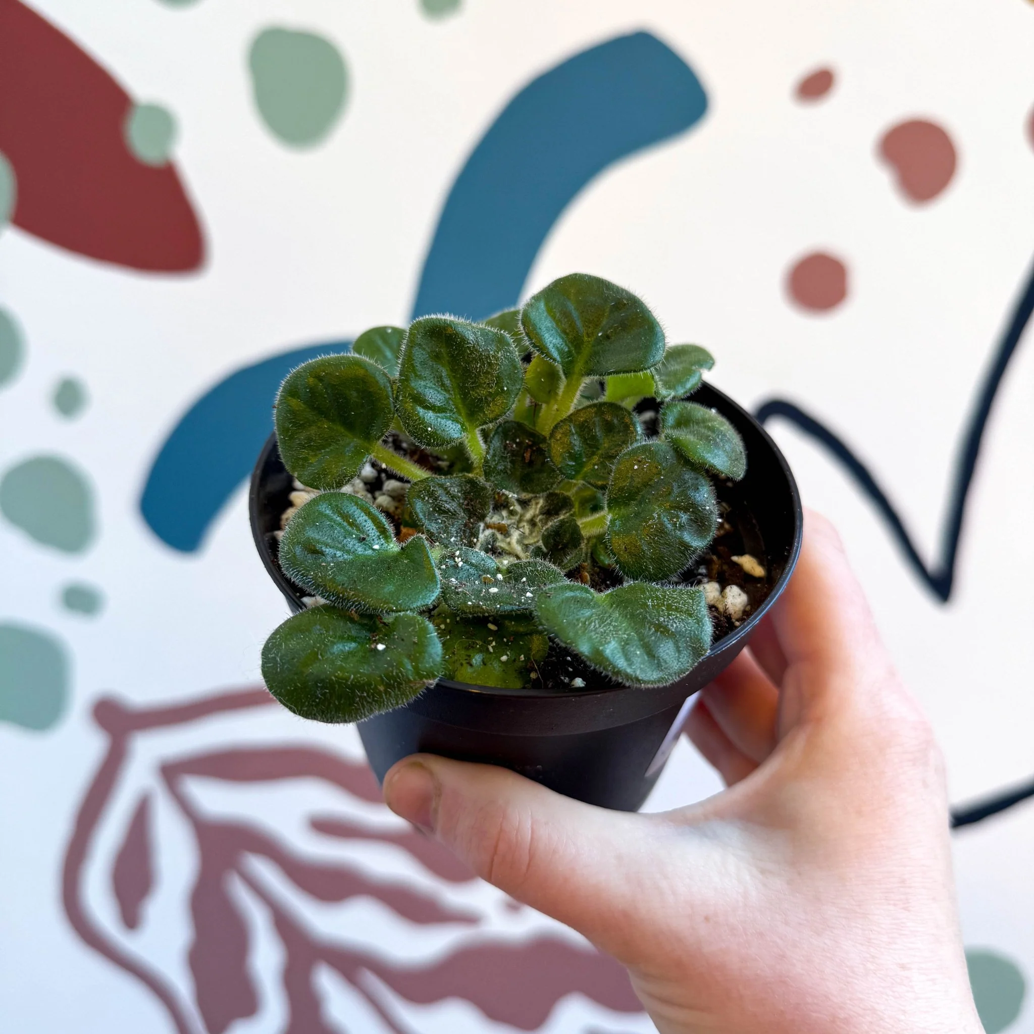 Whirlpool Plant - Petrocosmea barbata 'Marion King' - Welsh Grown - Image 10