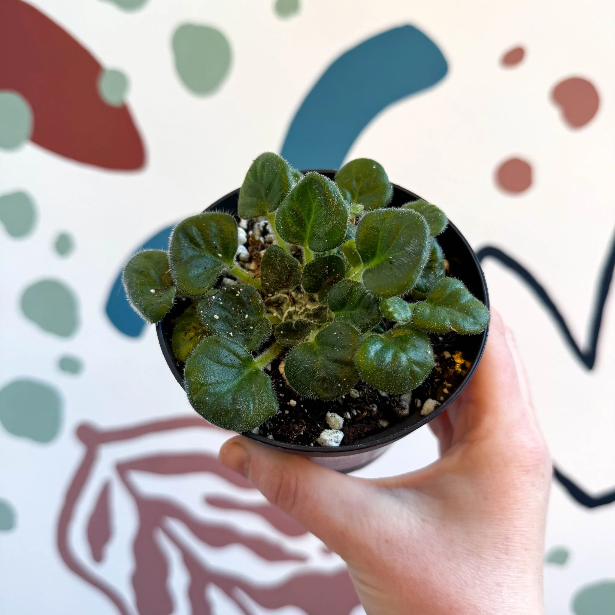 Whirlpool Plant - Petrocosmea barbata 'Marion King' - Welsh Grown - Image 2