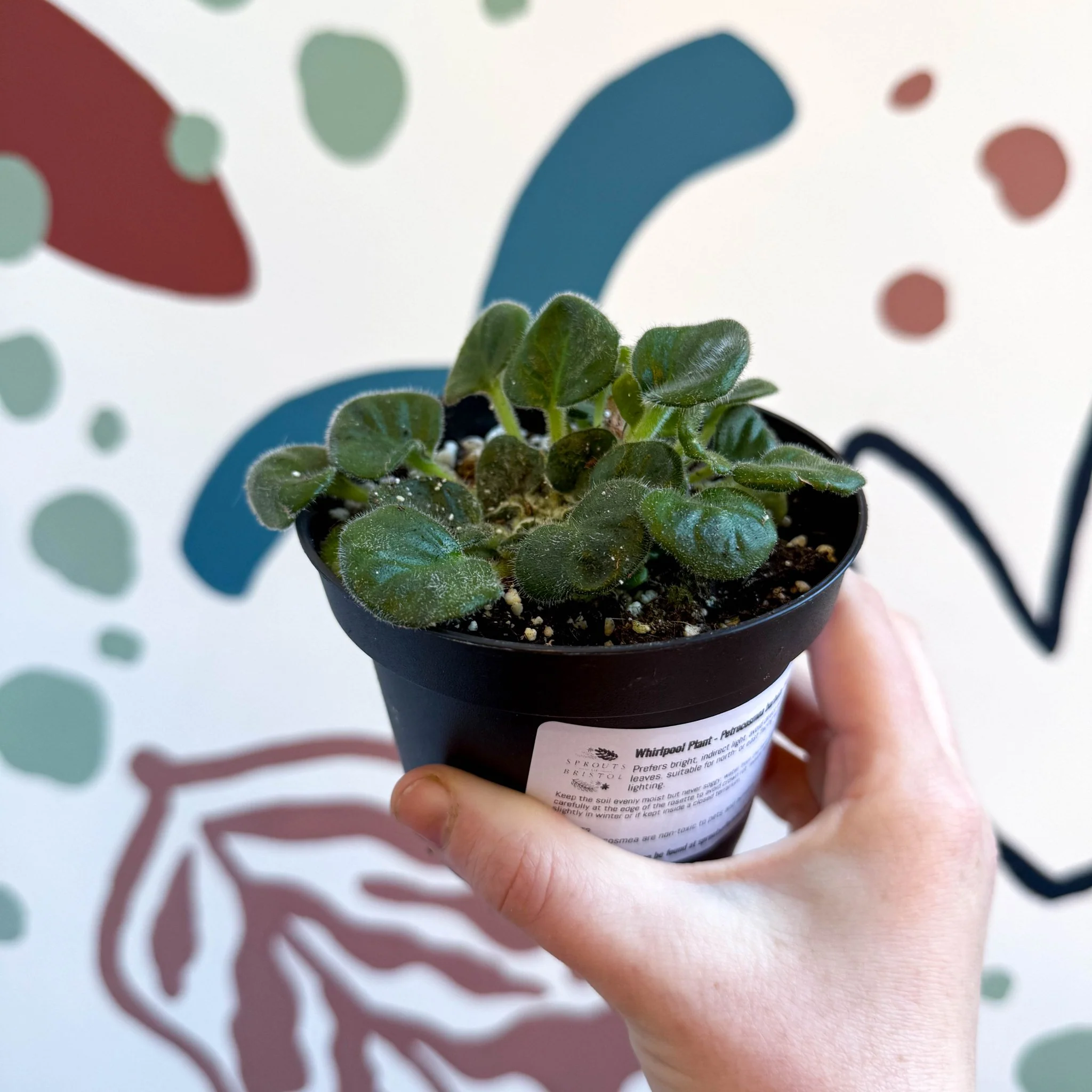 Whirlpool Plant - Petrocosmea barbata 'Marion King' - Welsh Grown - Image 3