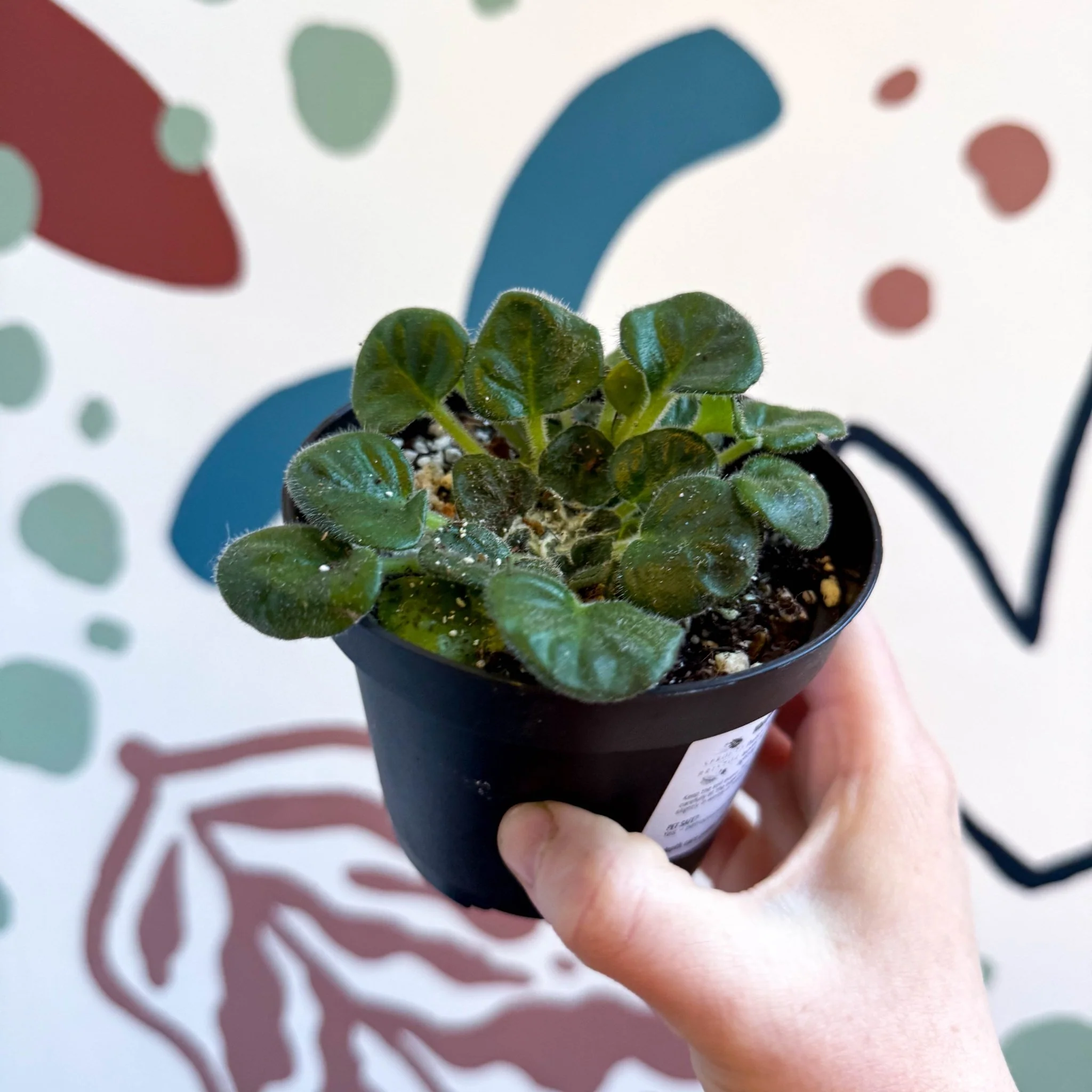 Whirlpool Plant - Petrocosmea barbata 'Marion King' - Welsh Grown - Image 6