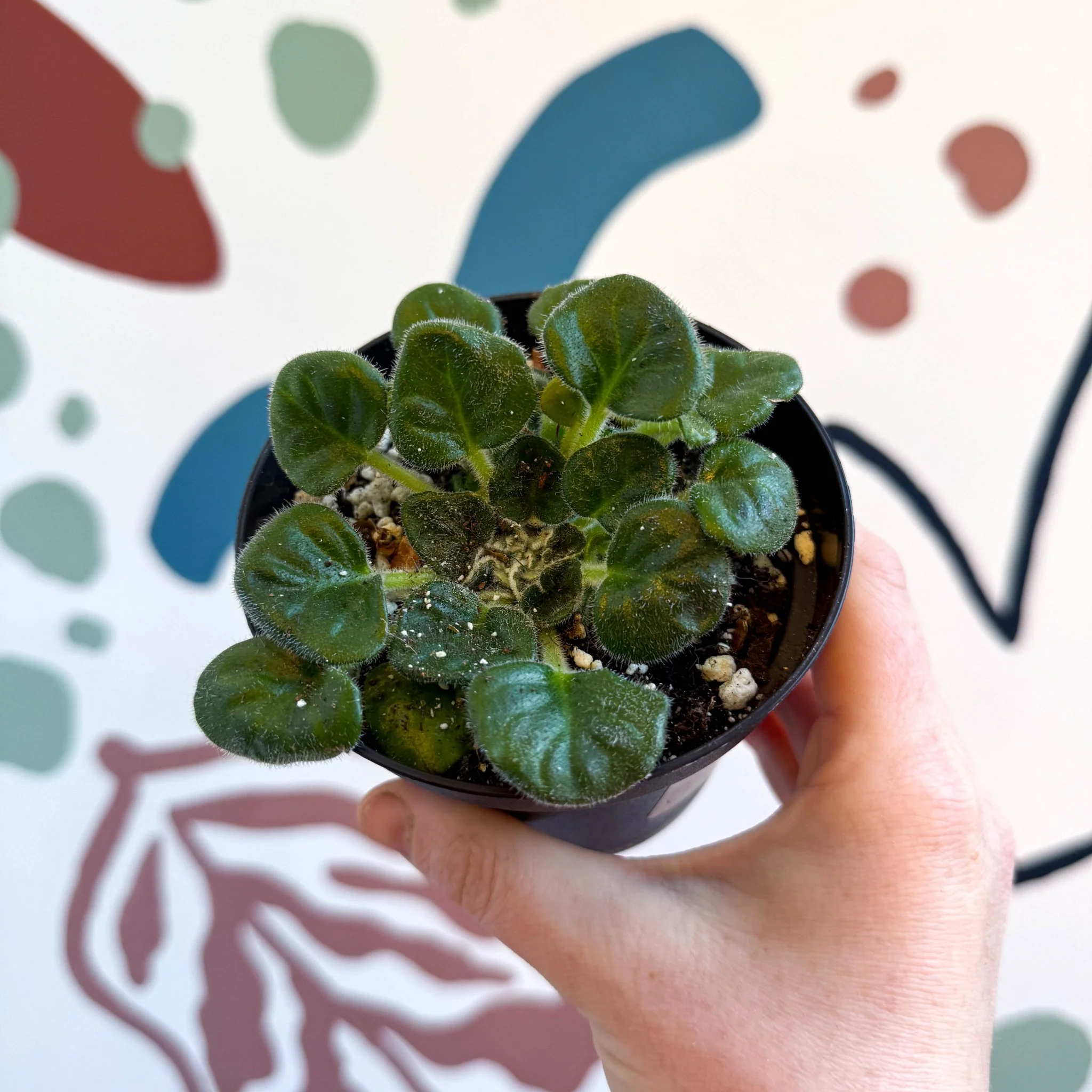 Whirlpool Plant - Petrocosmea barbata 'Marion King' - Welsh Grown - Image 7