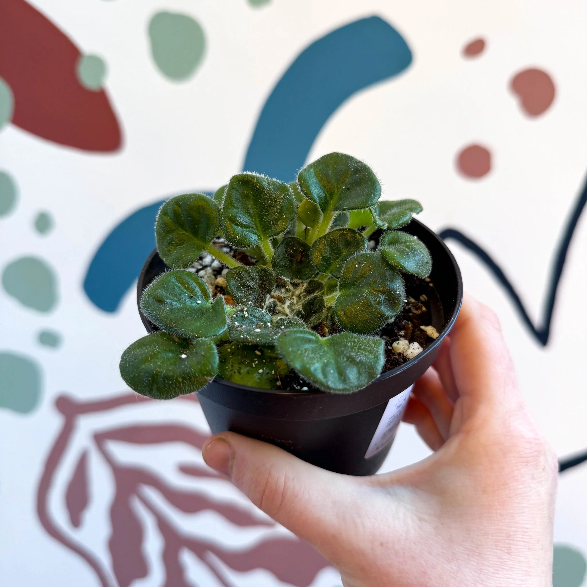 Whirlpool Plant - Petrocosmea barbata 'Marion King' - Welsh Grown - Image 8