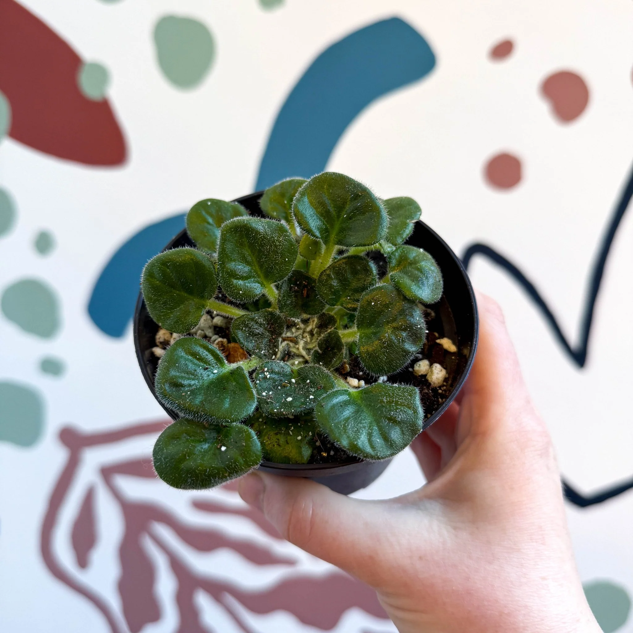 Whirlpool Plant - Petrocosmea barbata 'Marion King' - Welsh Grown - Image 9