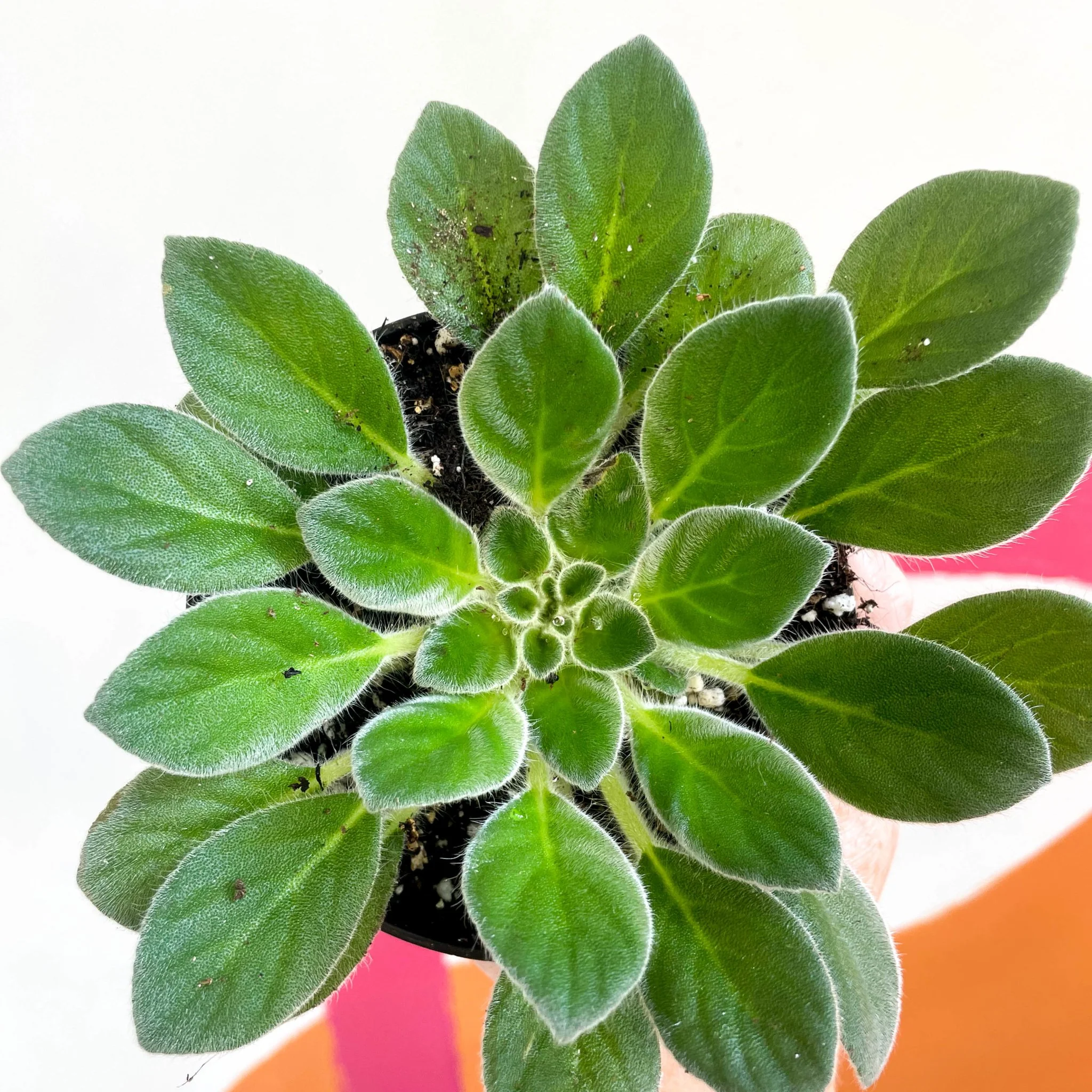 Whirlpool Plant - Petrocosmea cavalerei - Welsh Grown - Image 2