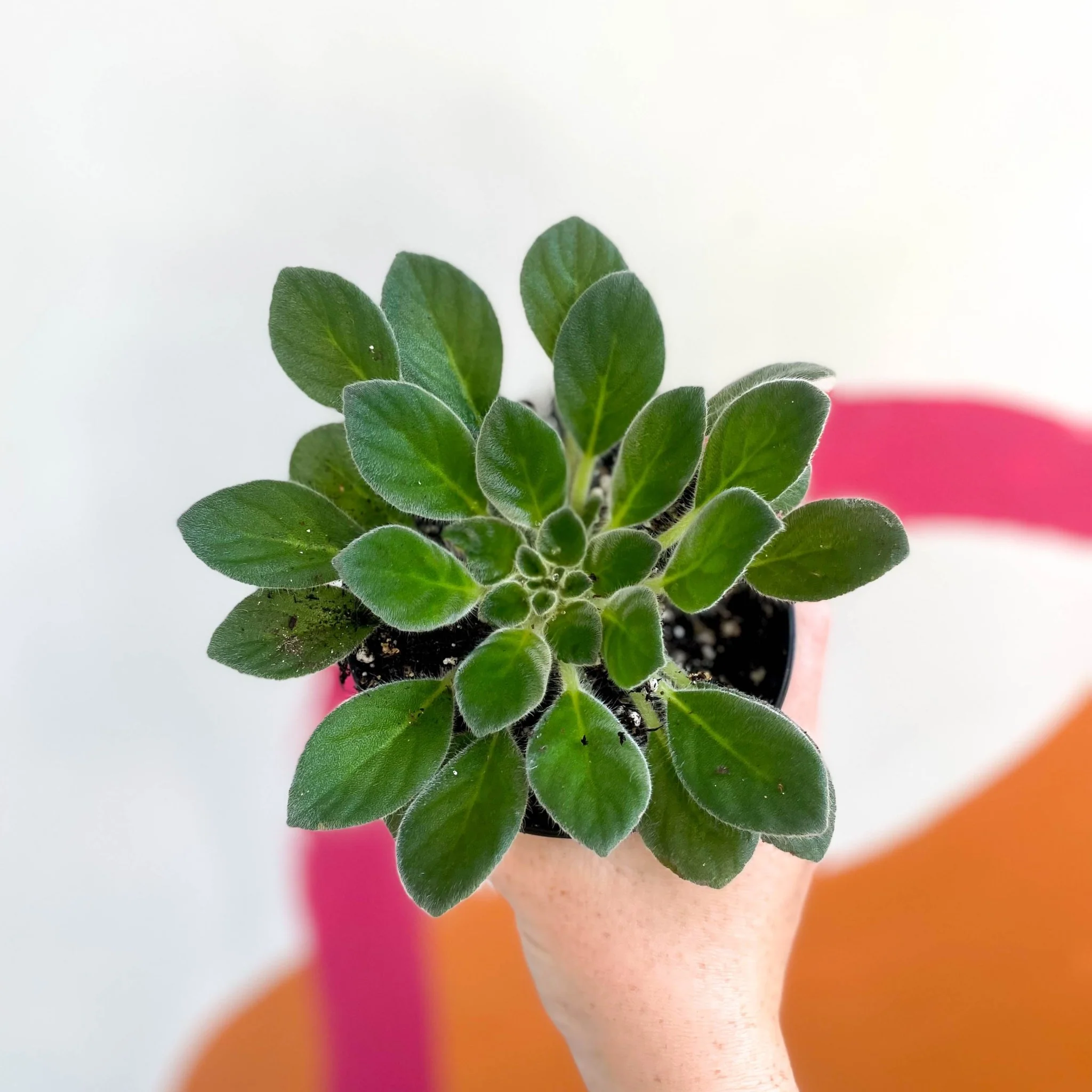 Whirlpool Plant - Petrocosmea cavalerei - Welsh Grown - Image 3
