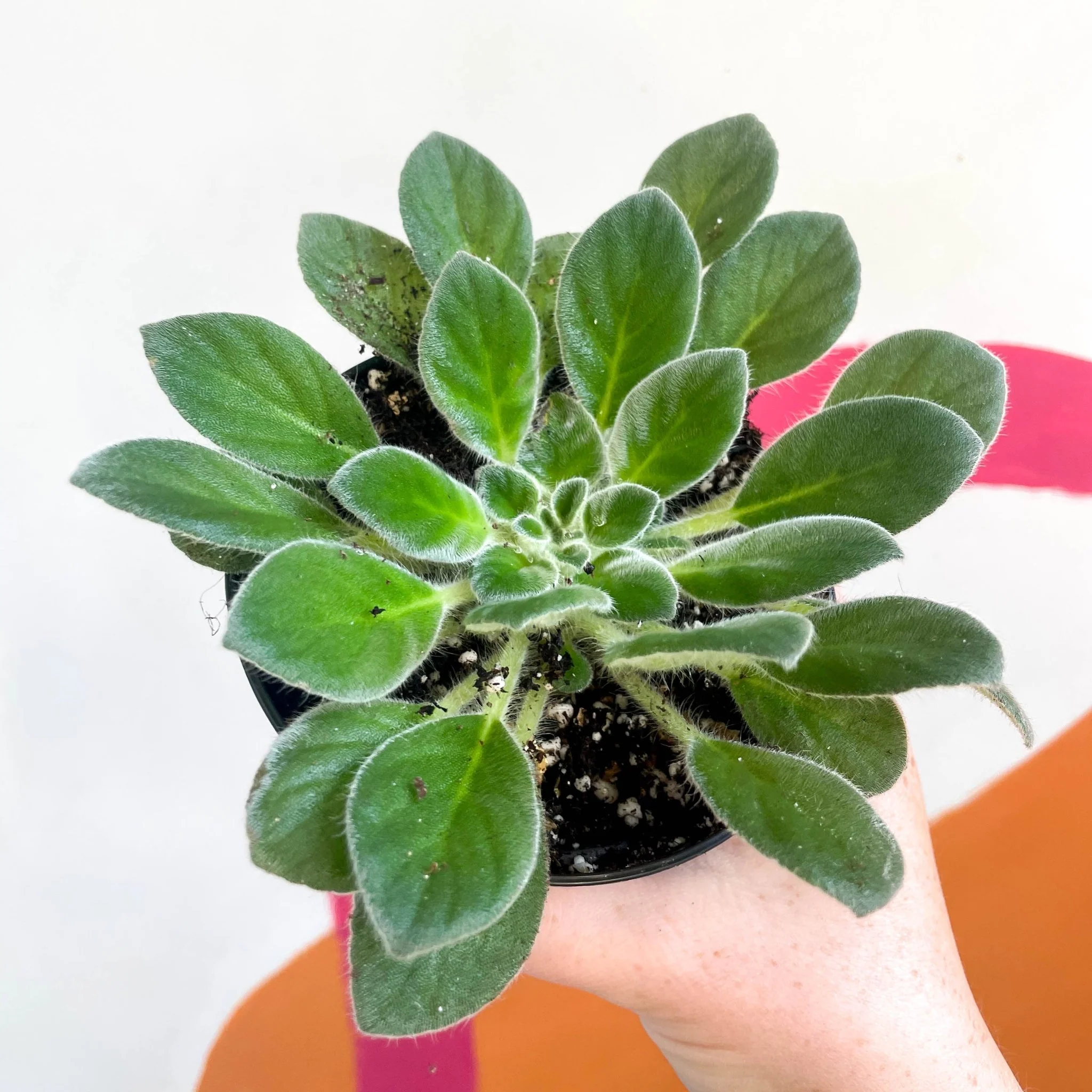 Whirlpool Plant - Petrocosmea cavalerei - Welsh Grown - Image 4