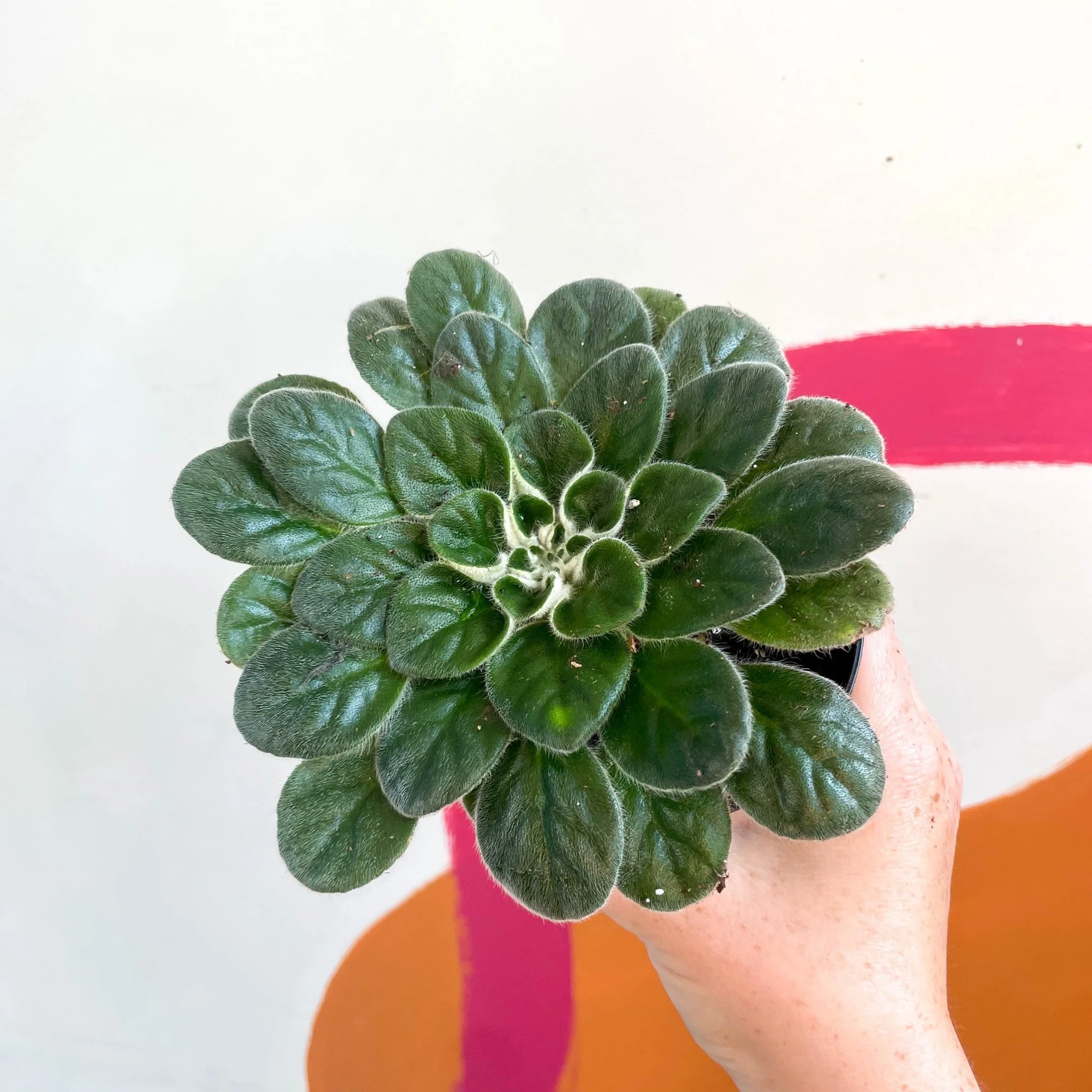Whirlpool Plant - Petrocosmea 'Chidori' - Welsh Grown - Image 5