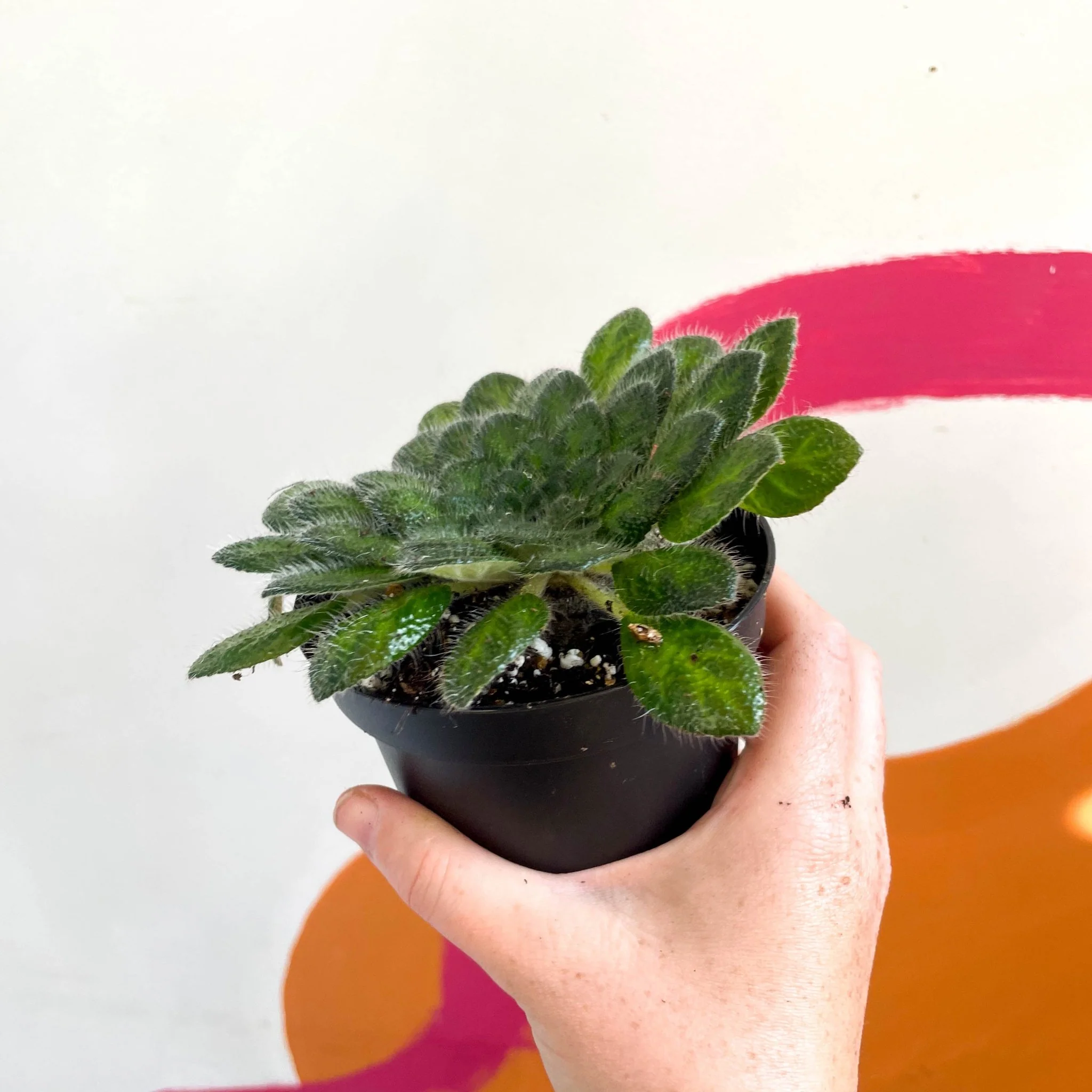 Whirlpool Plant - Petrocosmea cryptica - Welsh Grown - Image 2