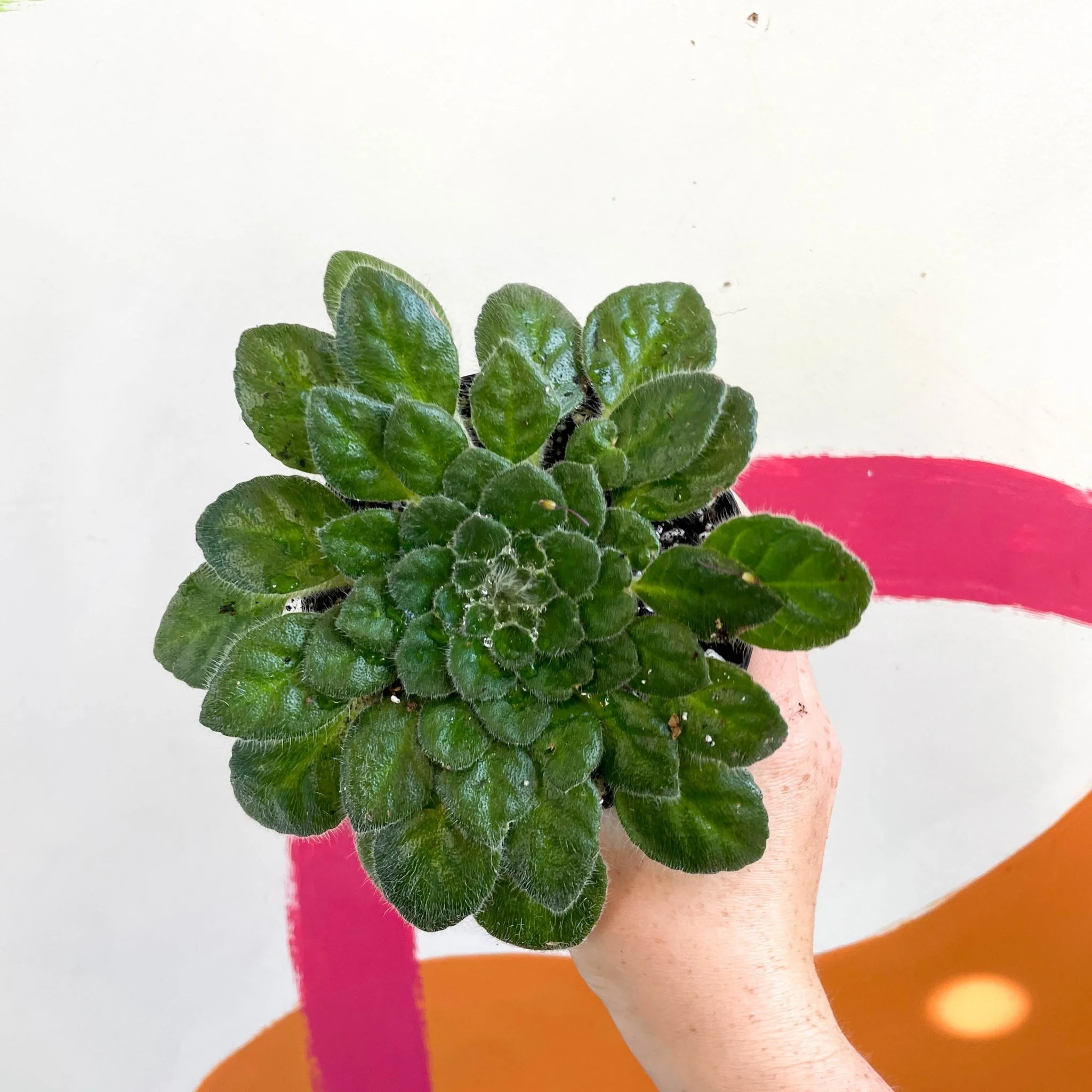 Whirlpool Plant - Petrocosmea cryptica 'Whirlpool' x sericea - Welsh Grown - Image 2