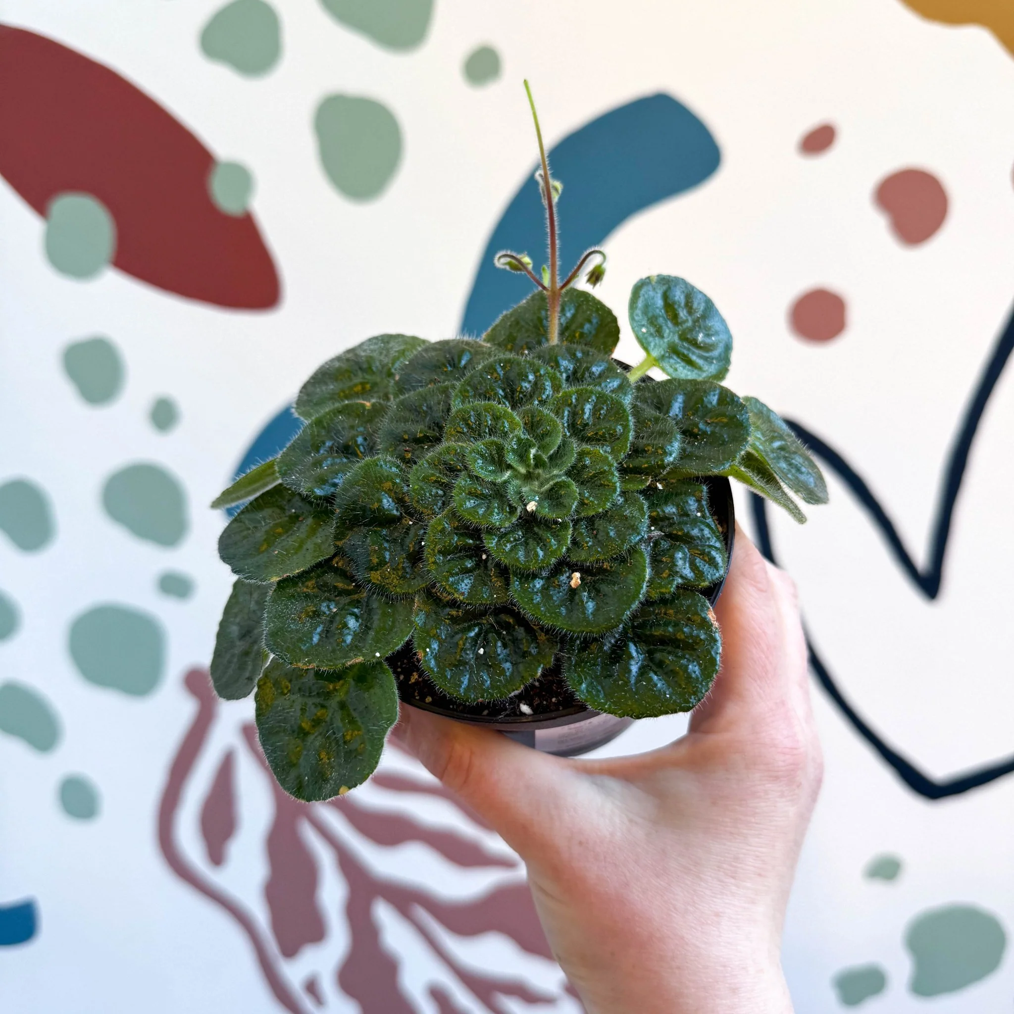 Whirlpool Plant - Petrocosmea 'Currant Bun' - Welsh Grown - Image 2
