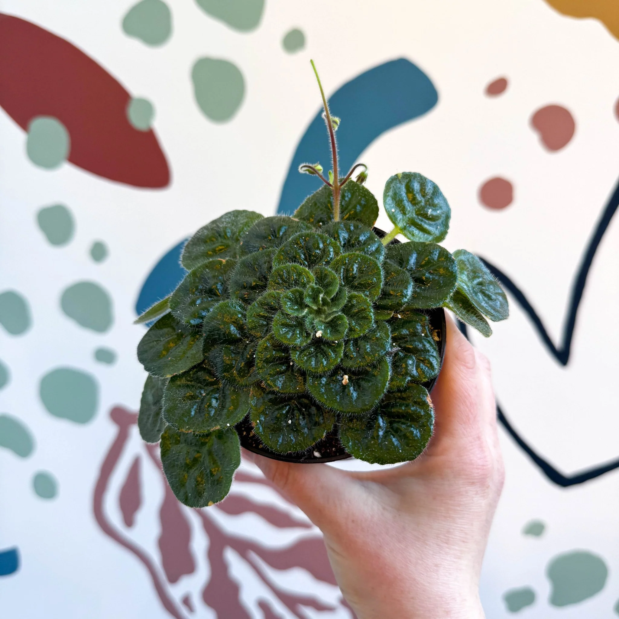 Whirlpool Plant - Petrocosmea 'Currant Bun' - Welsh Grown - Image 4
