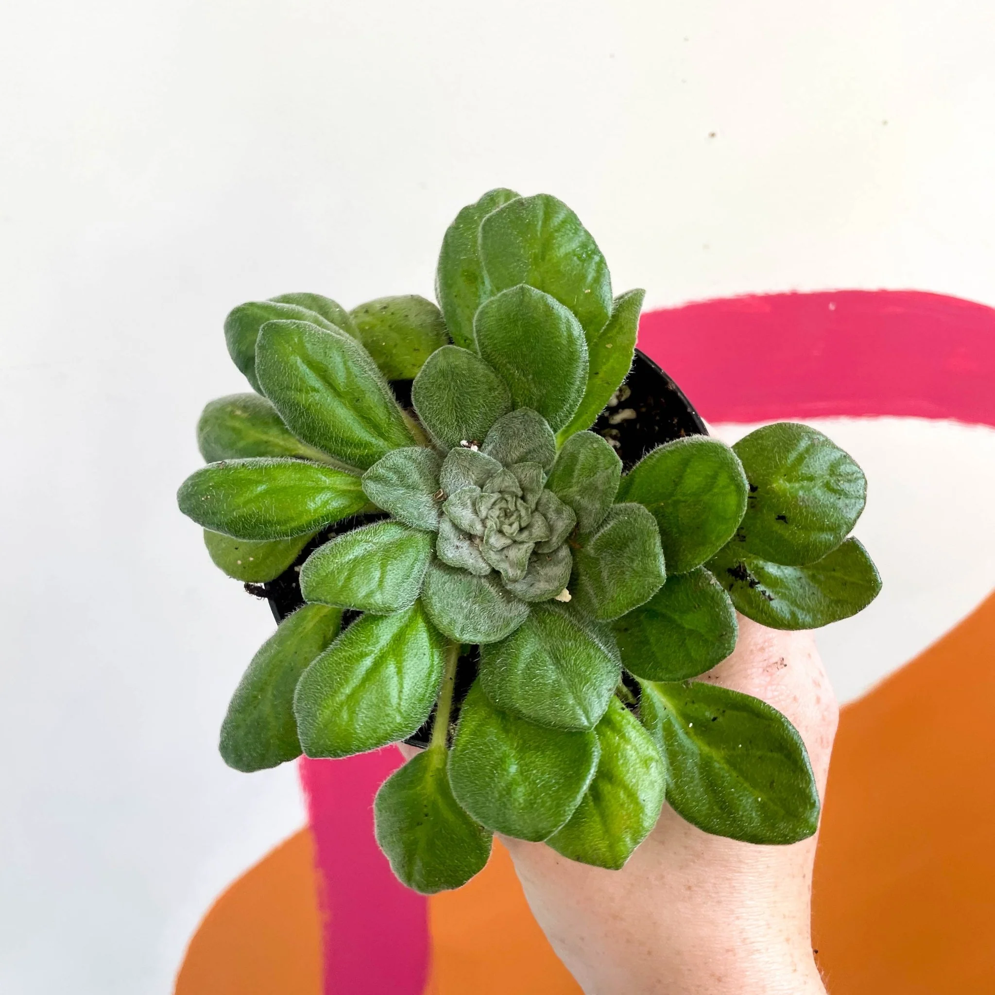 Whirlpool Plant - Petrocosmea flaccida - Welsh Grown
