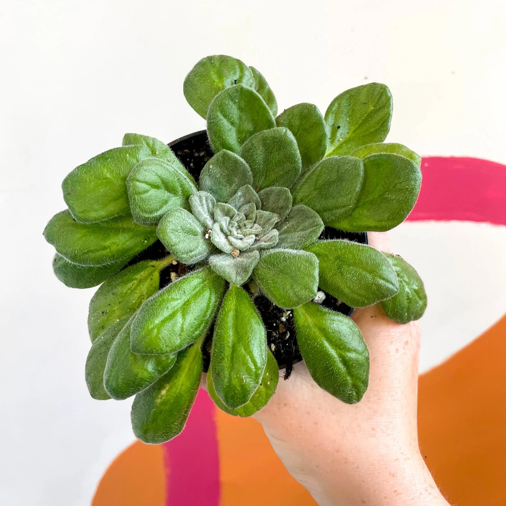 Whirlpool Plant - Petrocosmea flaccida - Welsh Grown - Image 2