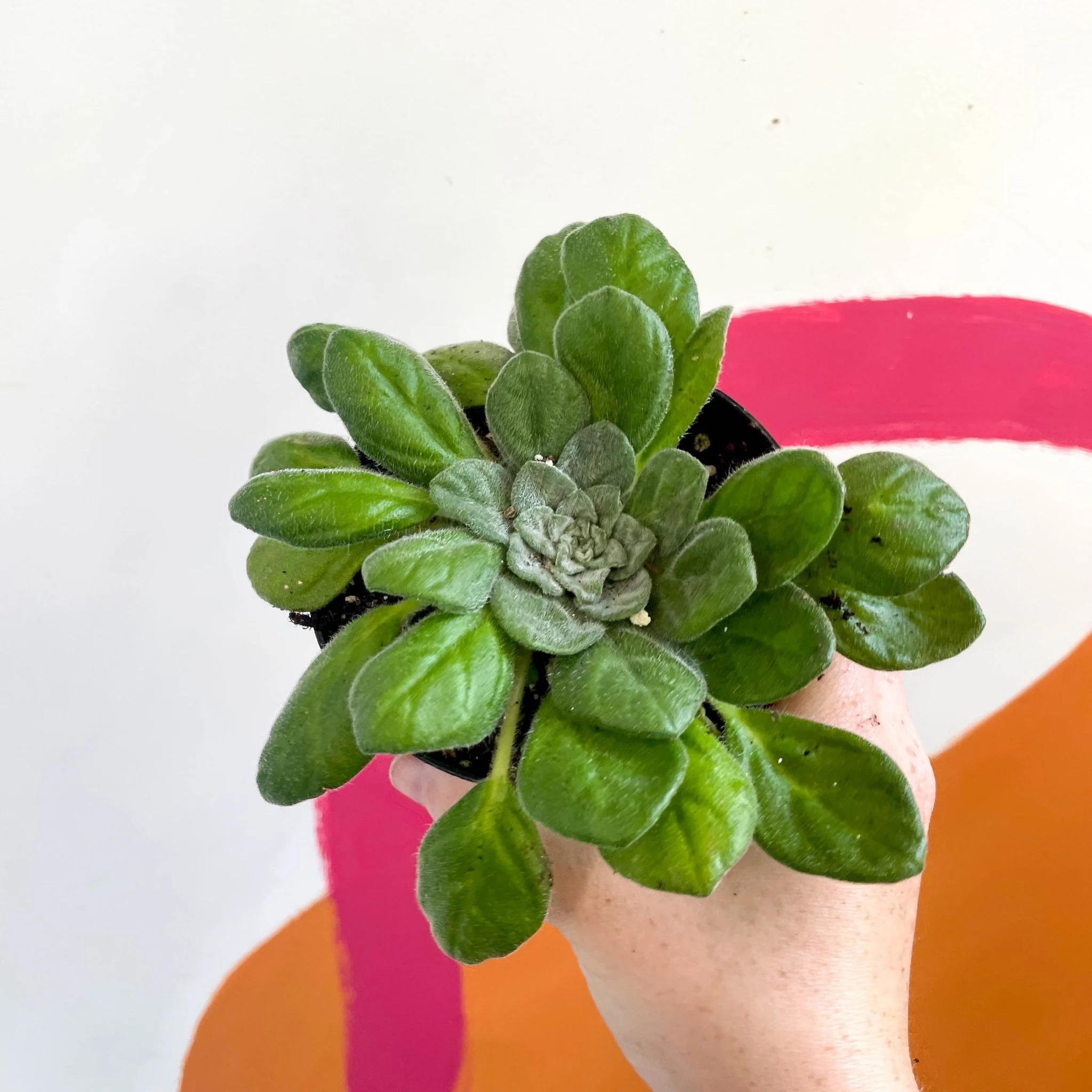 Whirlpool Plant - Petrocosmea flaccida - Welsh Grown - Image 3