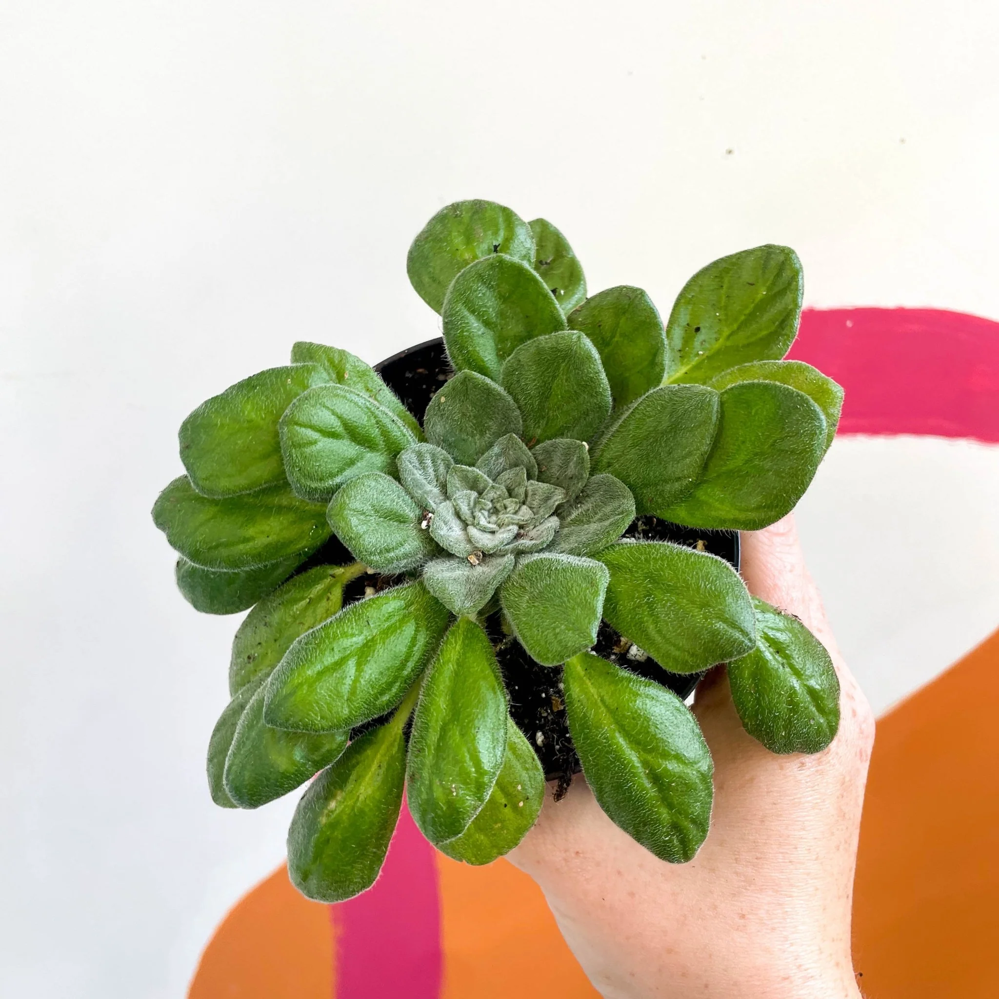 Whirlpool Plant - Petrocosmea flaccida - Welsh Grown - Image 4