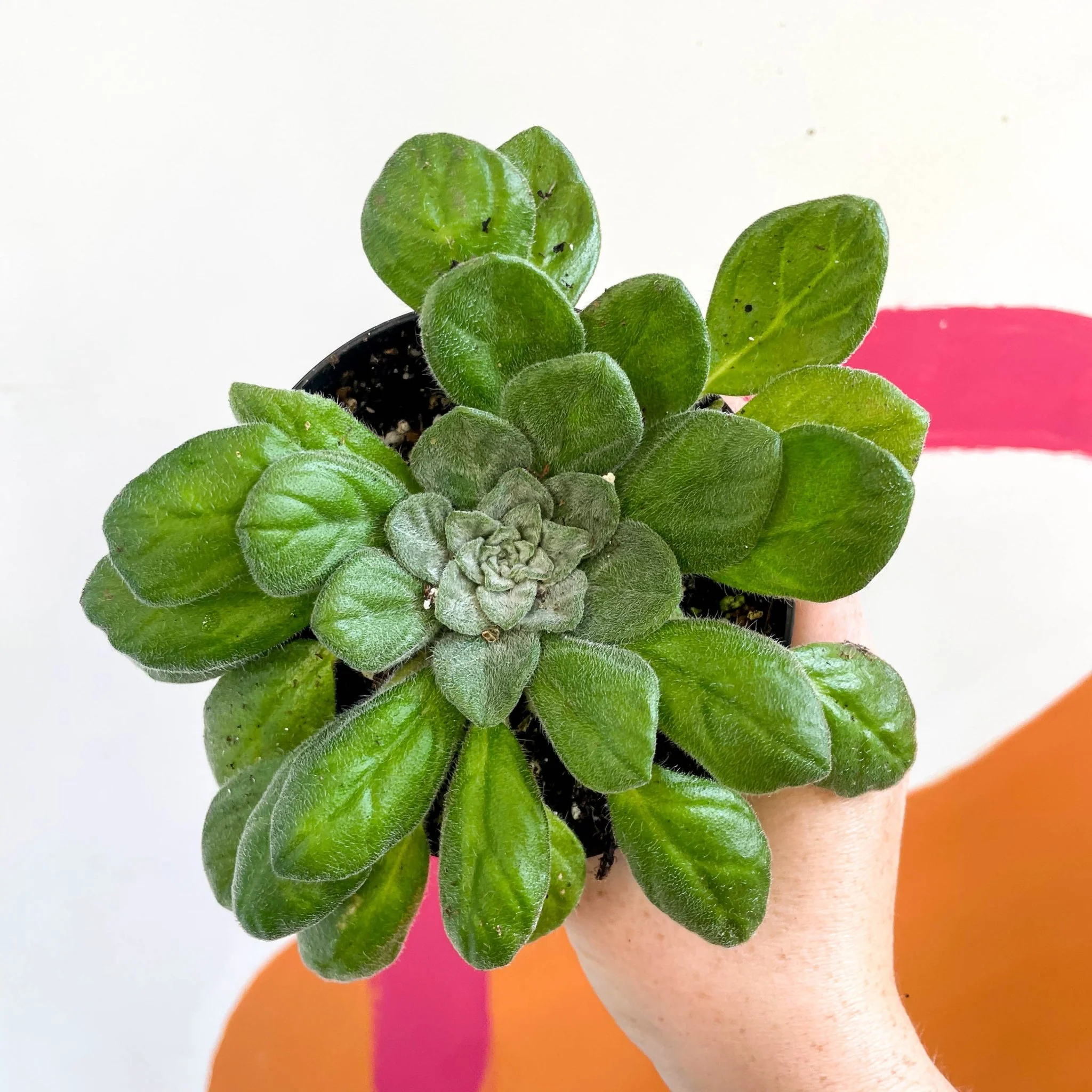 Whirlpool Plant - Petrocosmea flaccida - Welsh Grown - Image 5