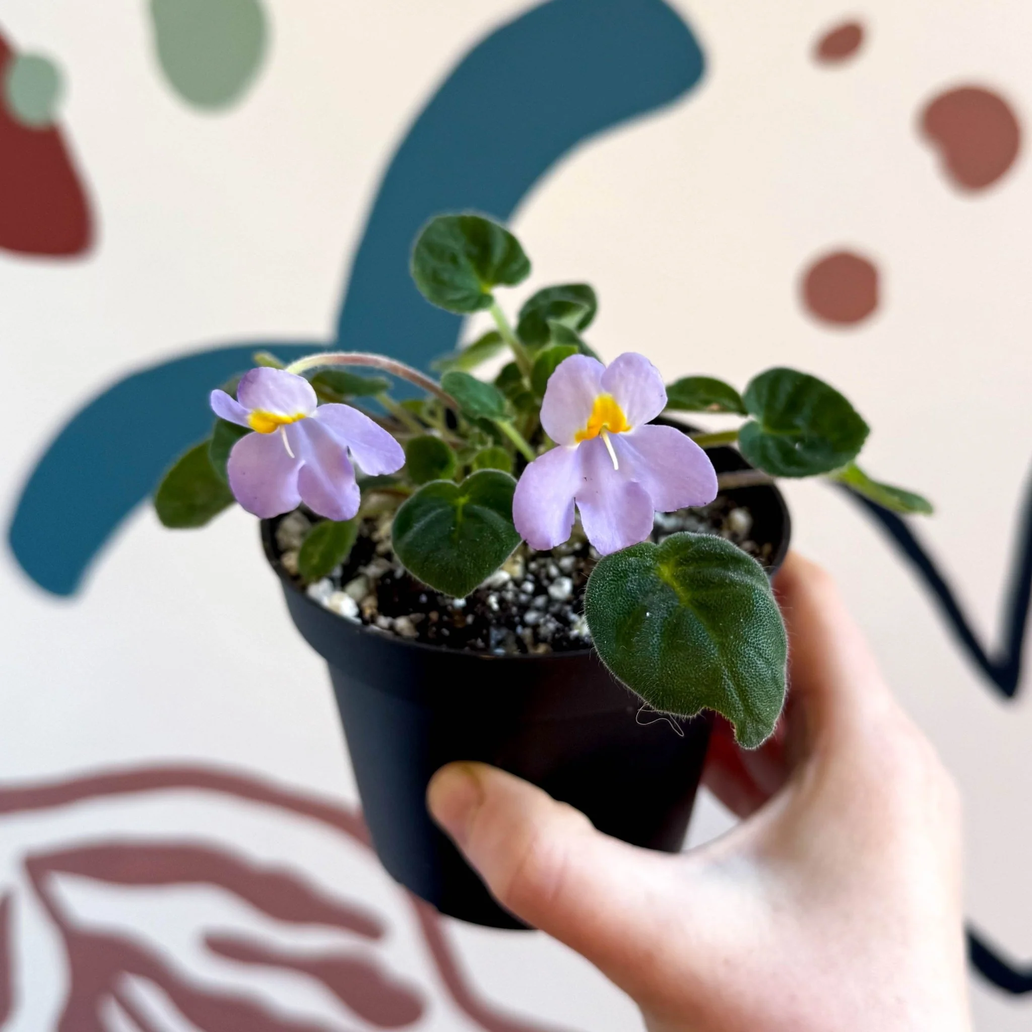 Whirlpool Plant - Petrocosmea formosa 'Crug's Capricious' - Welsh Grown