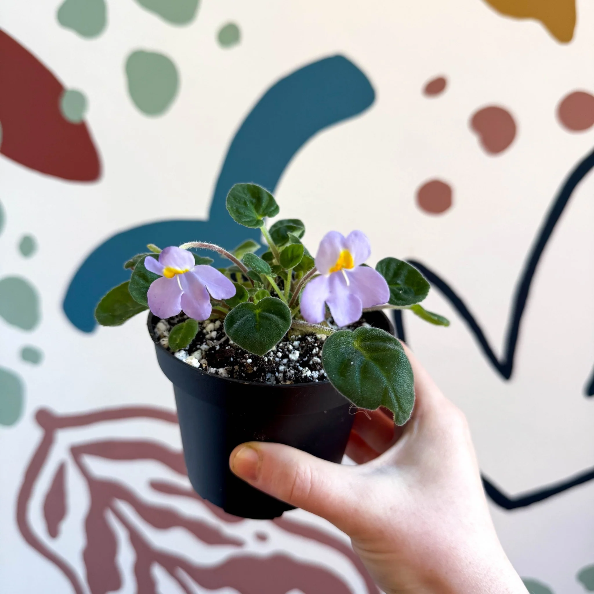 Whirlpool Plant - Petrocosmea formosa 'Crug's Capricious' - Welsh Grown - Image 10