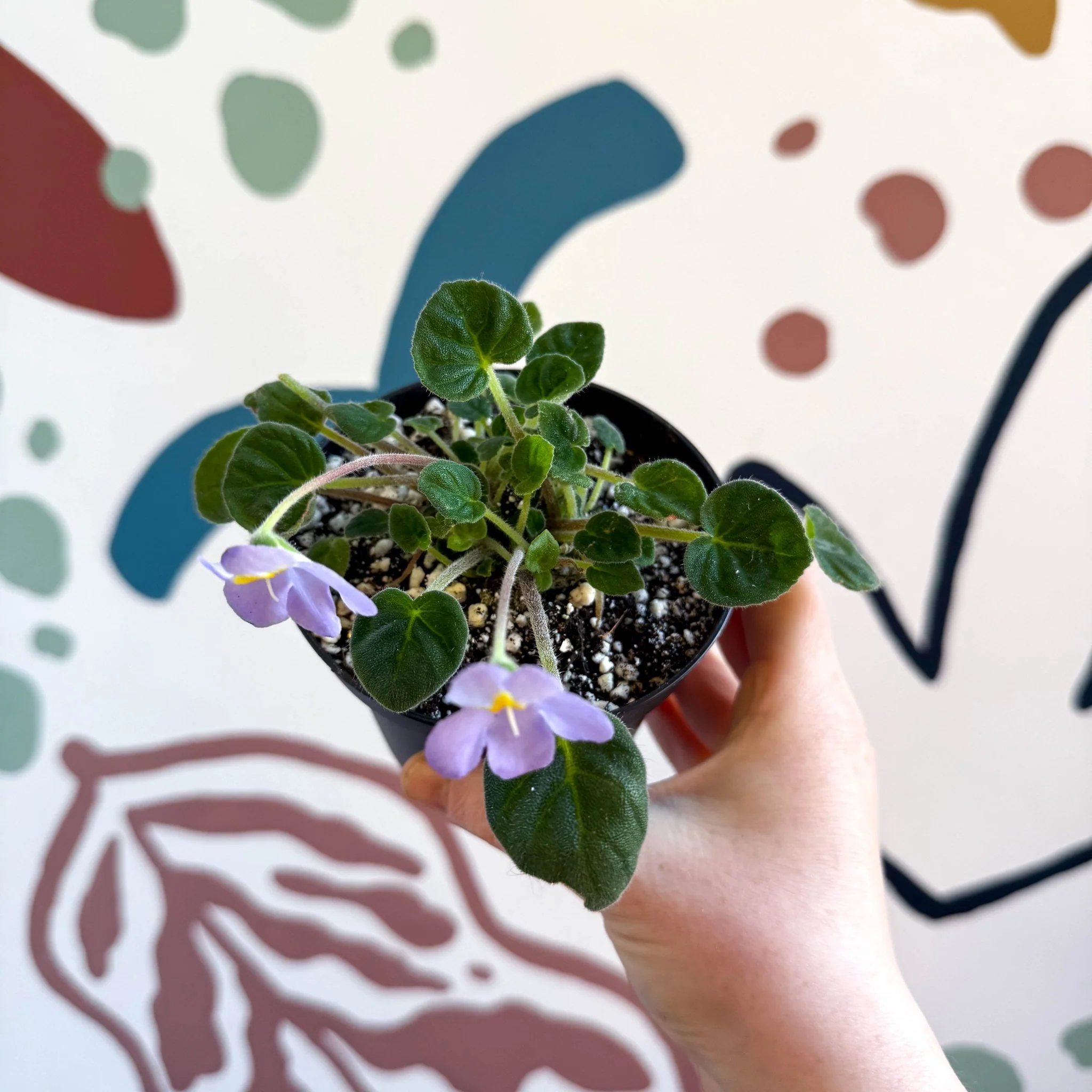 Whirlpool Plant - Petrocosmea formosa 'Crug's Capricious' - Welsh Grown - Image 11