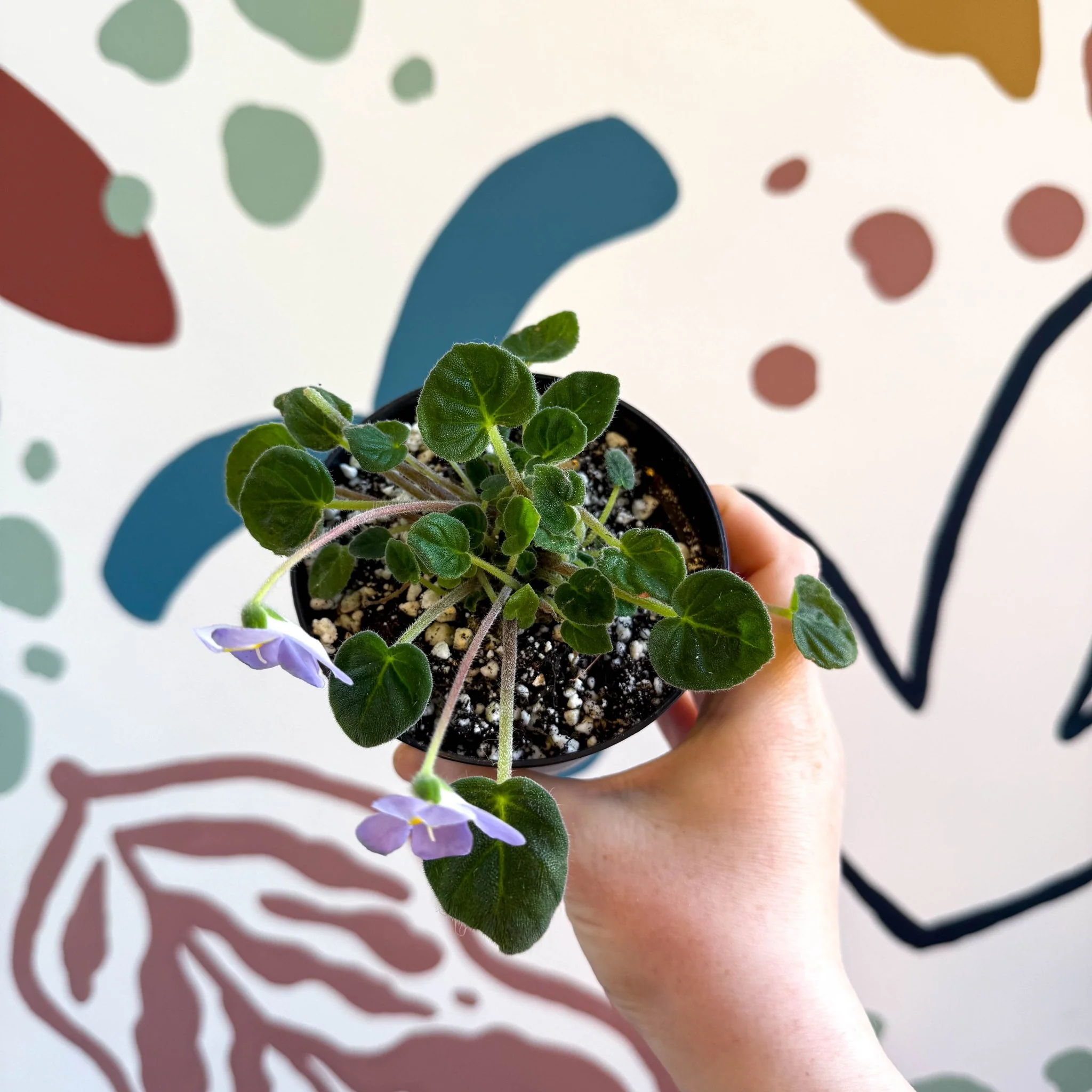 Whirlpool Plant - Petrocosmea formosa 'Crug's Capricious' - Welsh Grown - Image 12