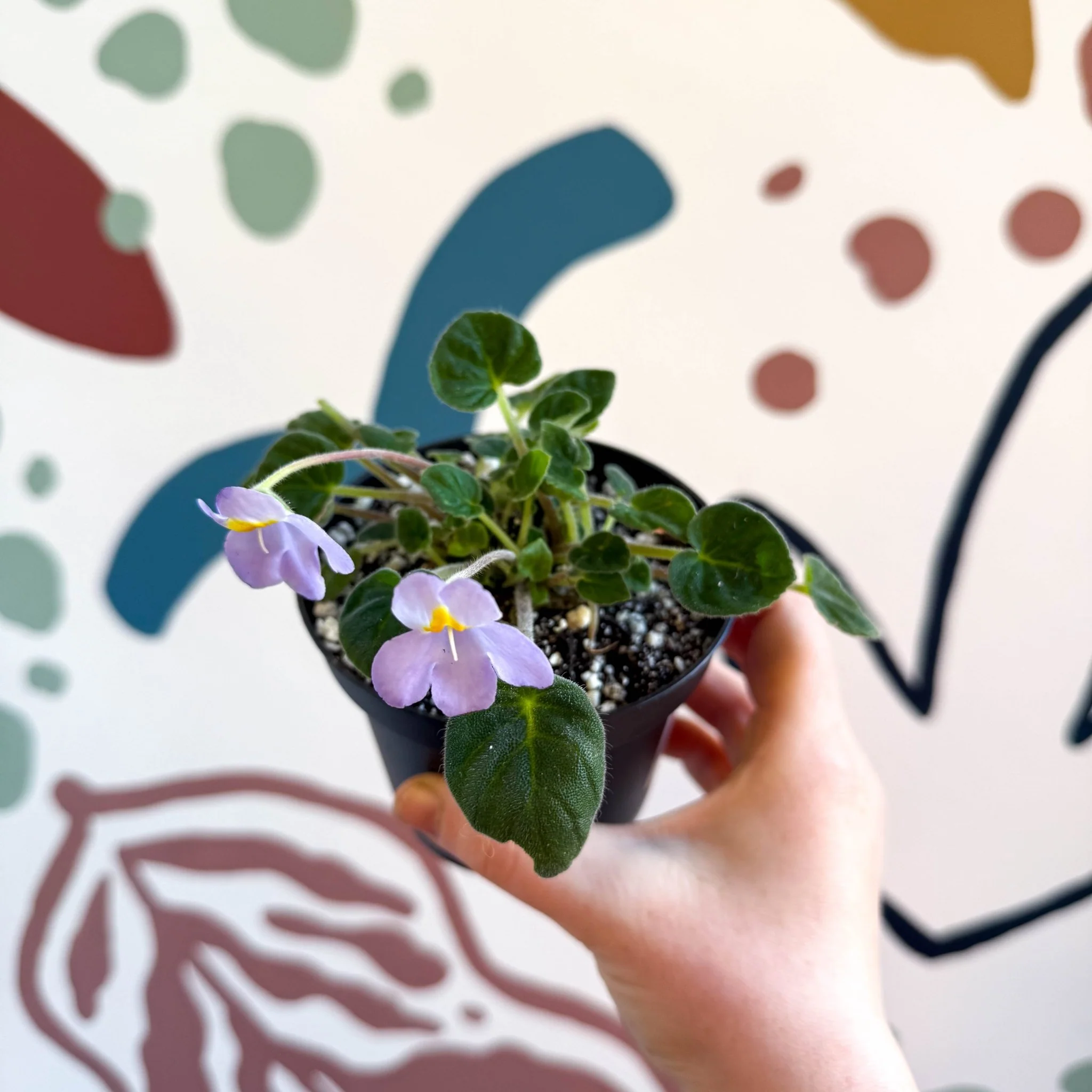 Whirlpool Plant - Petrocosmea formosa 'Crug's Capricious' - Welsh Grown - Image 13