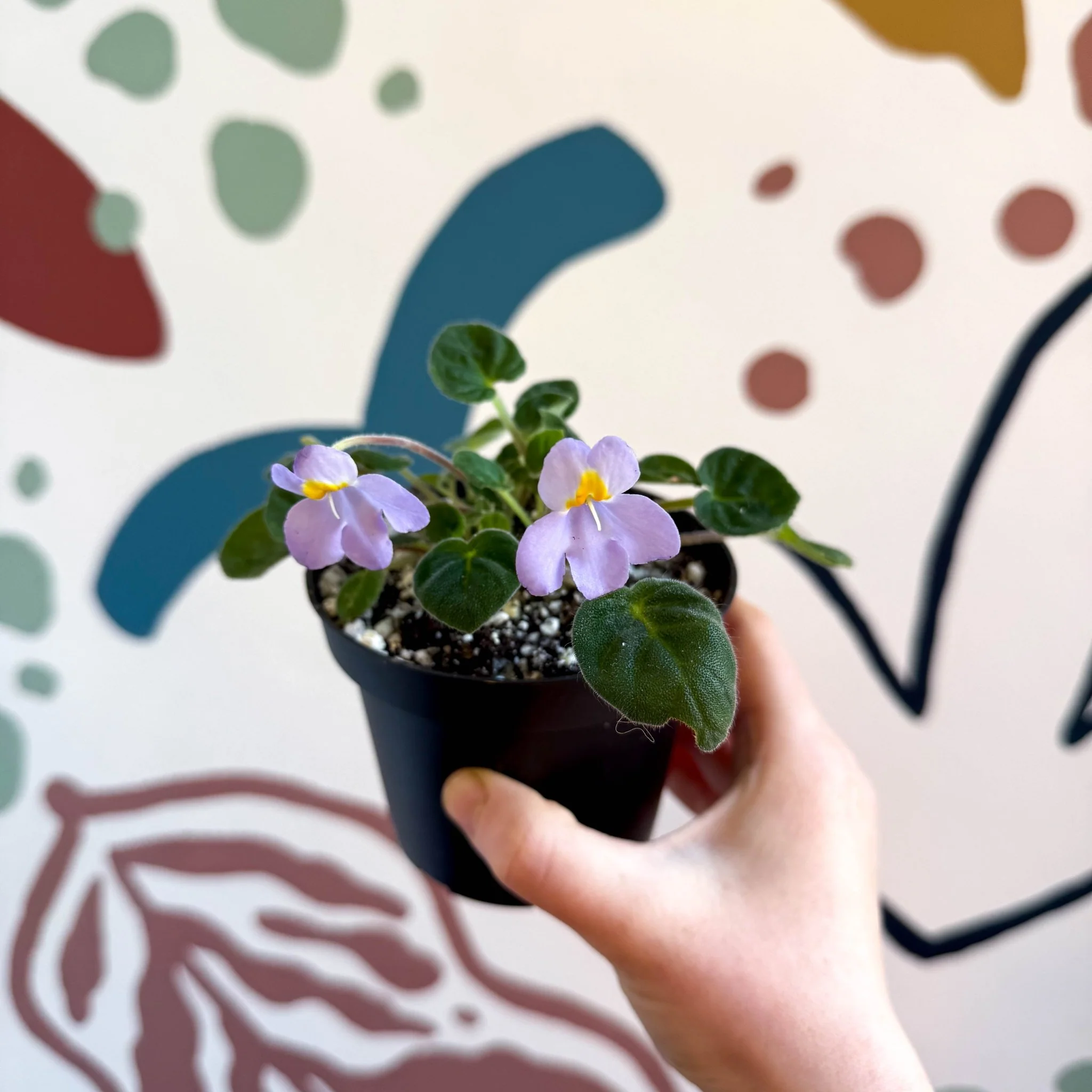 Whirlpool Plant - Petrocosmea formosa 'Crug's Capricious' - Welsh Grown - Image 14