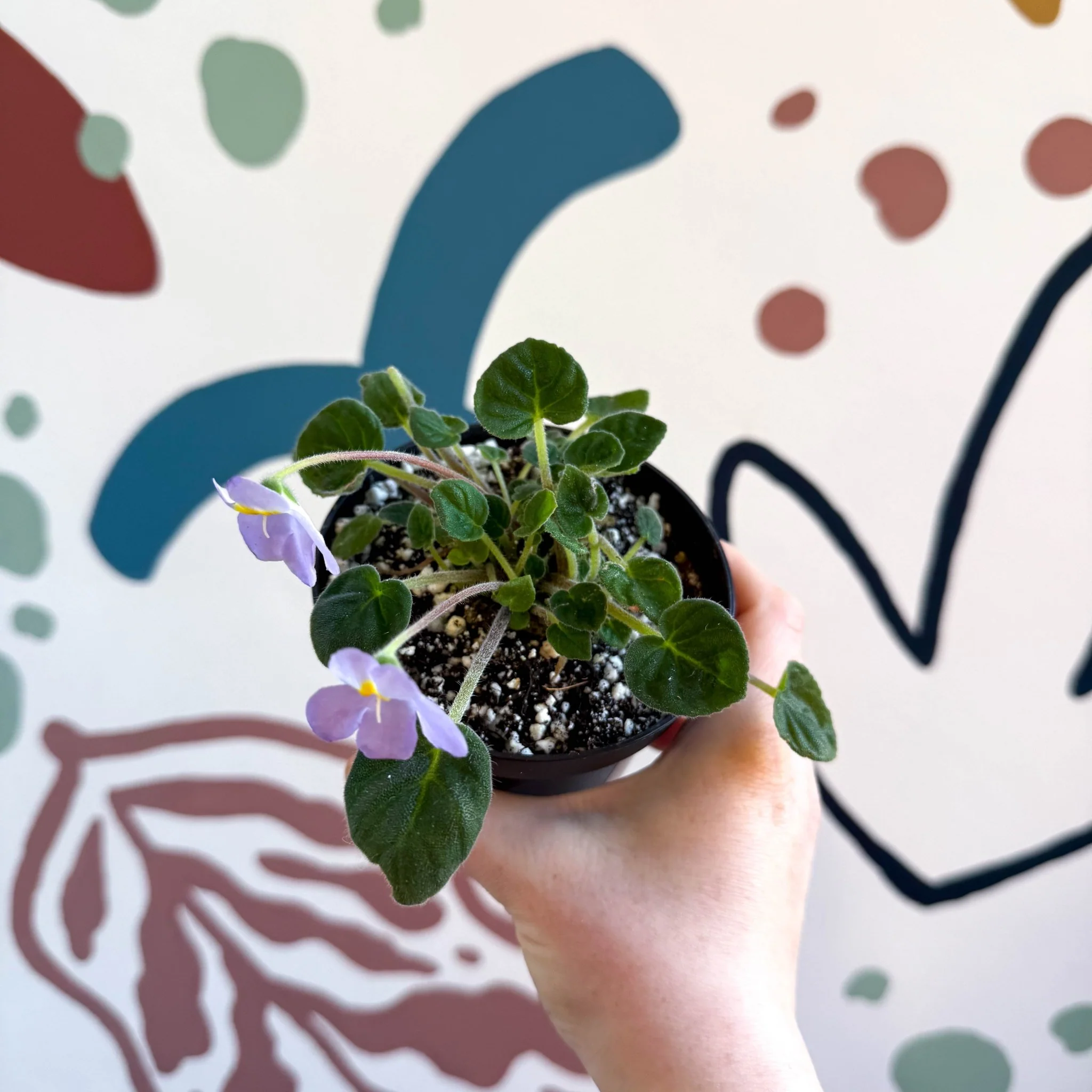 Whirlpool Plant - Petrocosmea formosa 'Crug's Capricious' - Welsh Grown - Image 2