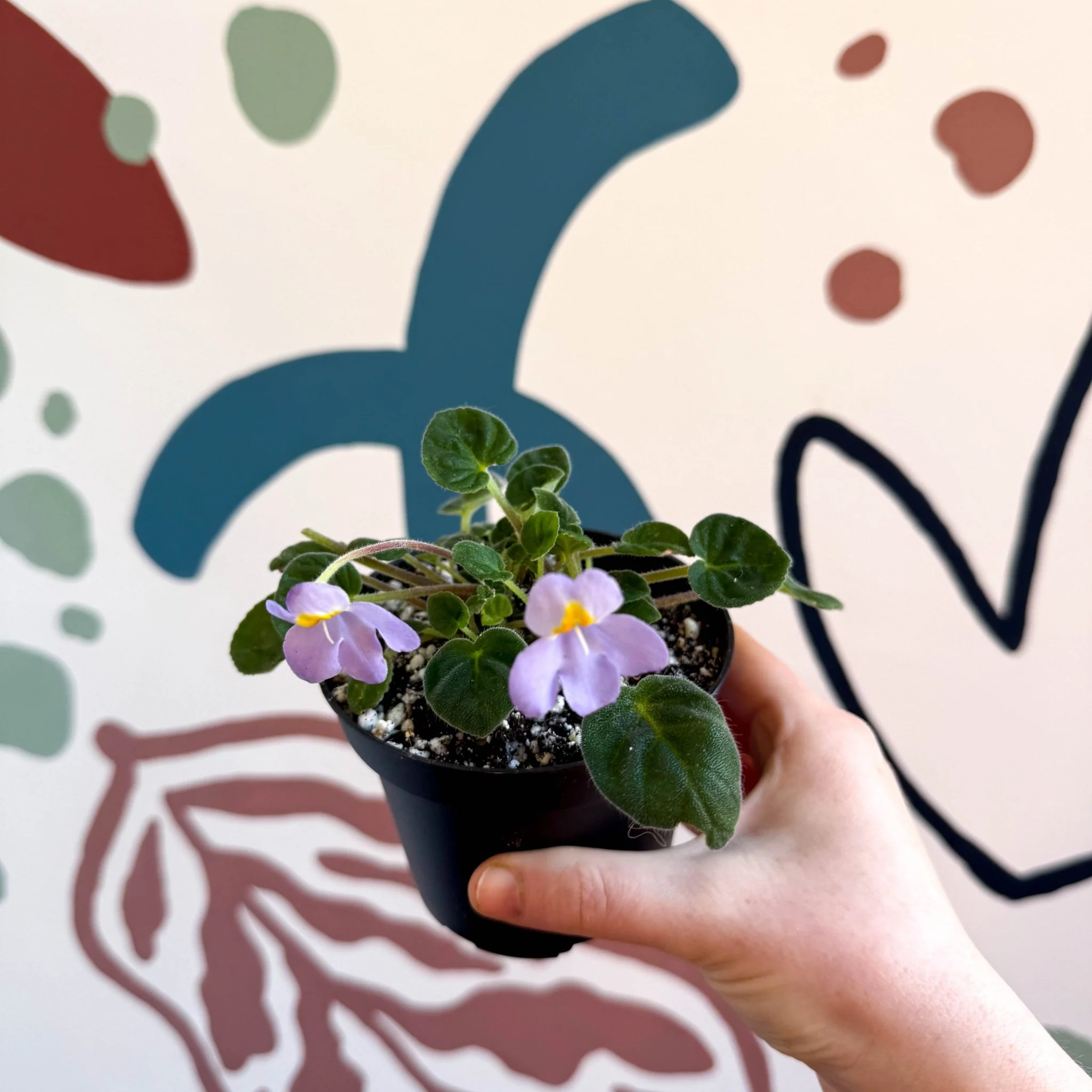 Whirlpool Plant - Petrocosmea formosa 'Crug's Capricious' - Welsh Grown - Image 3