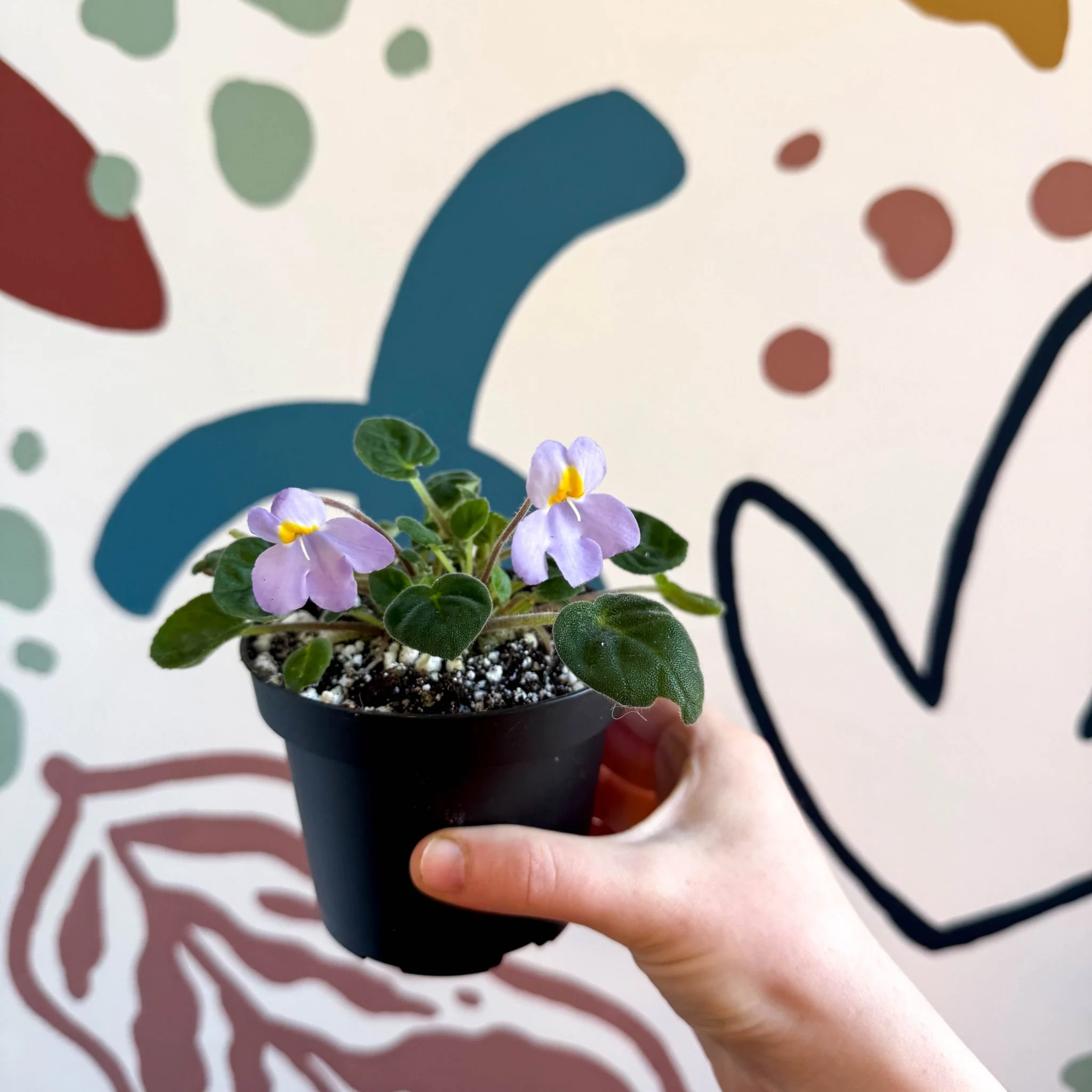 Whirlpool Plant - Petrocosmea formosa 'Crug's Capricious' - Welsh Grown - Image 4
