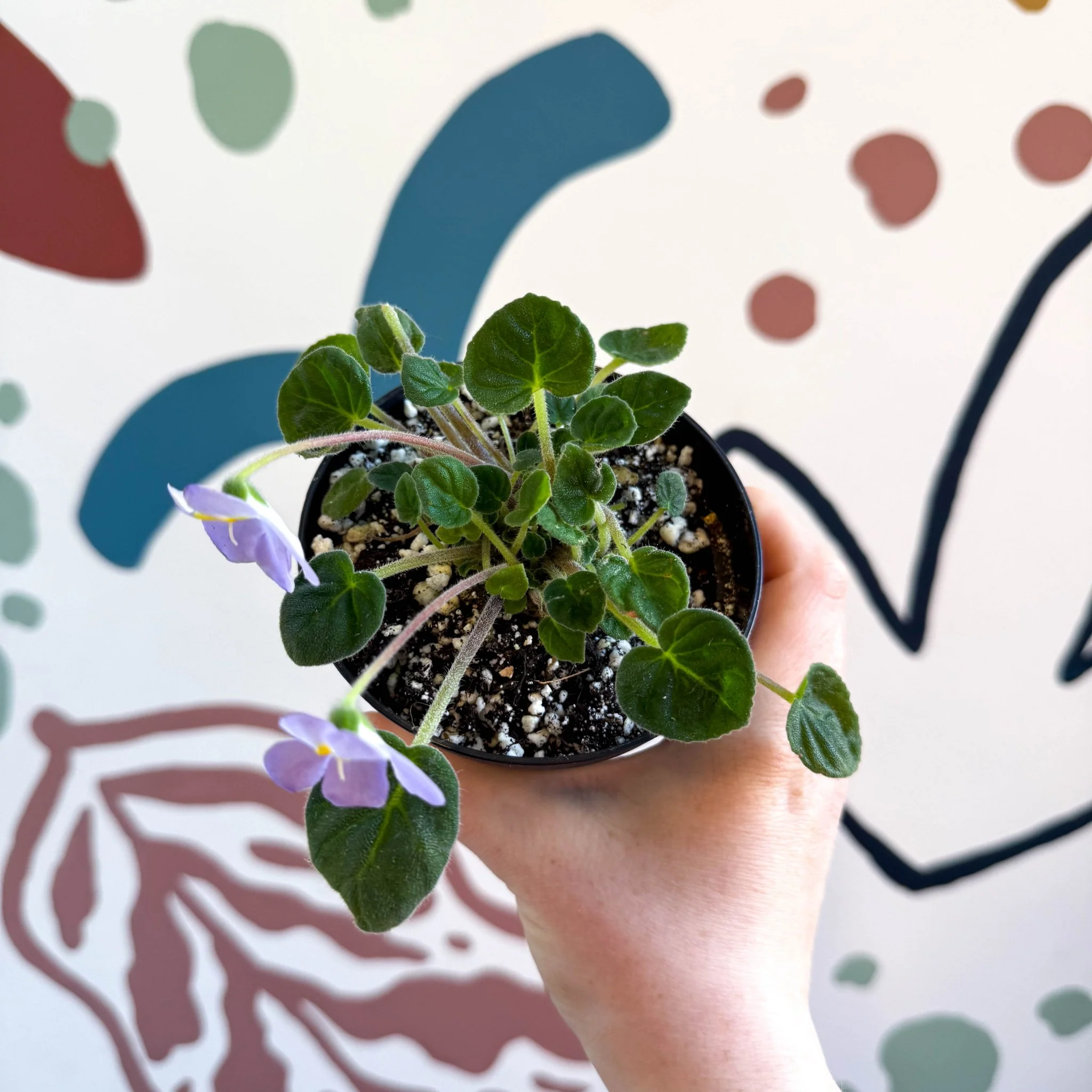 Whirlpool Plant - Petrocosmea formosa 'Crug's Capricious' - Welsh Grown - Image 6