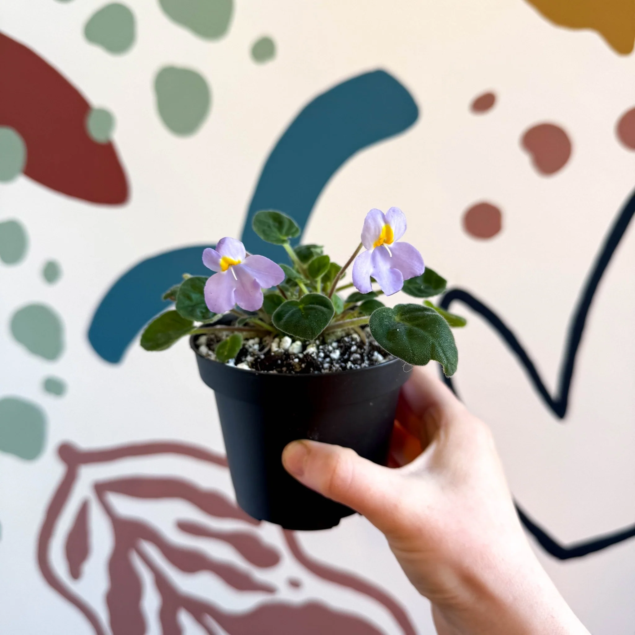 Whirlpool Plant - Petrocosmea formosa 'Crug's Capricious' - Welsh Grown - Image 7