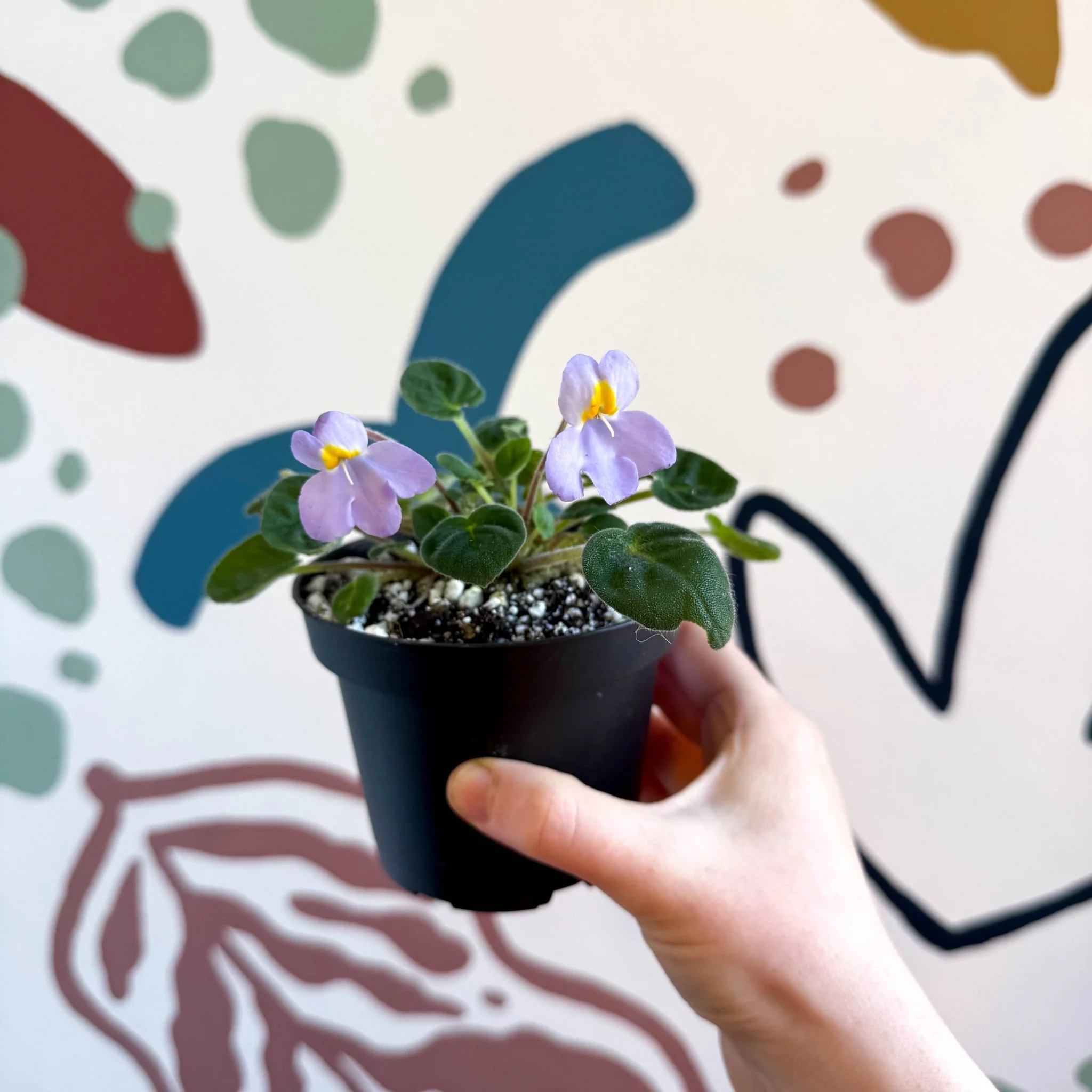 Whirlpool Plant - Petrocosmea formosa 'Crug's Capricious' - Welsh Grown - Image 8