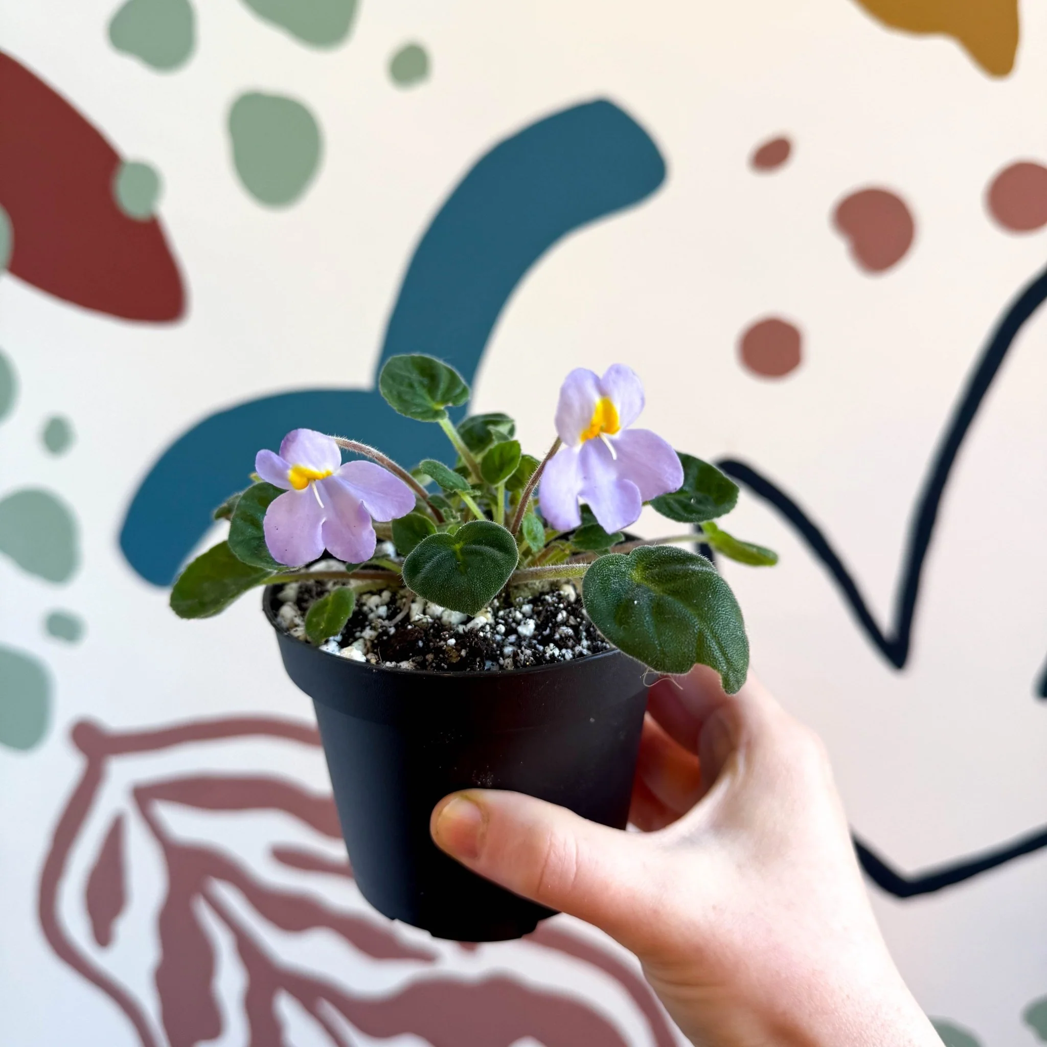 Whirlpool Plant - Petrocosmea formosa 'Crug's Capricious' - Welsh Grown - Image 9