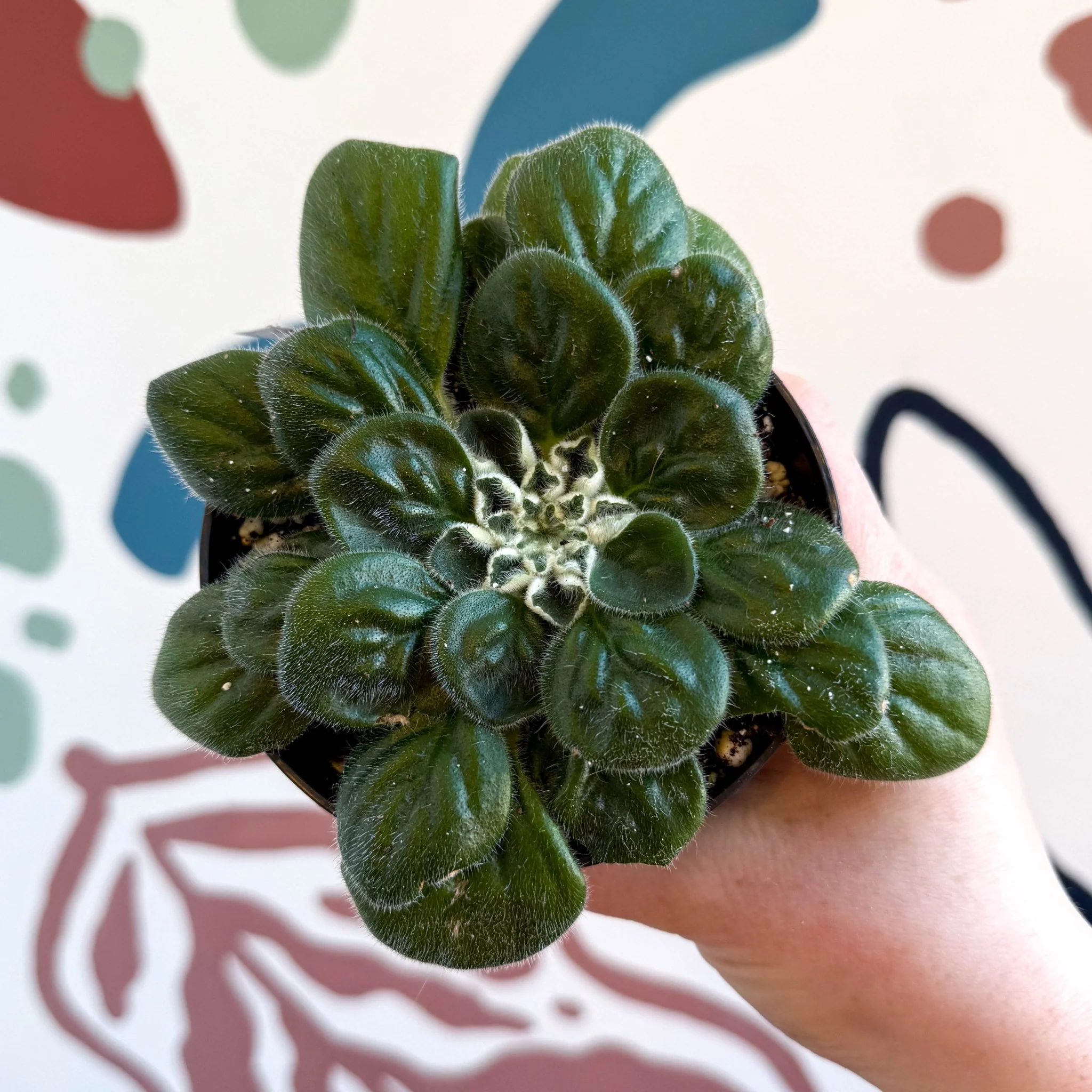 Whirlpool Plant - Petrocosmea 'Glasgow Kiss' - Welsh Grown