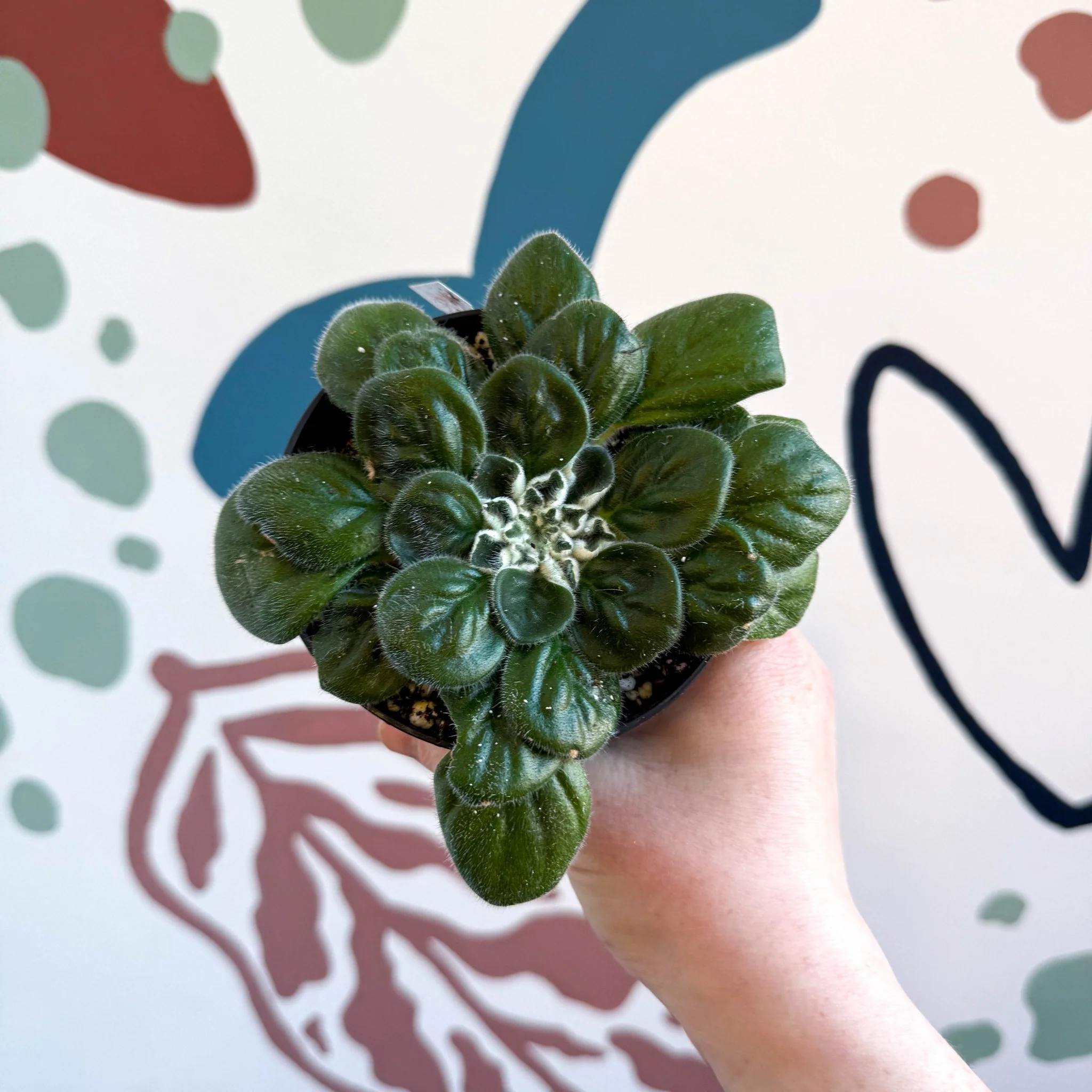 Whirlpool Plant - Petrocosmea 'Glasgow Kiss' - Welsh Grown - Image 2